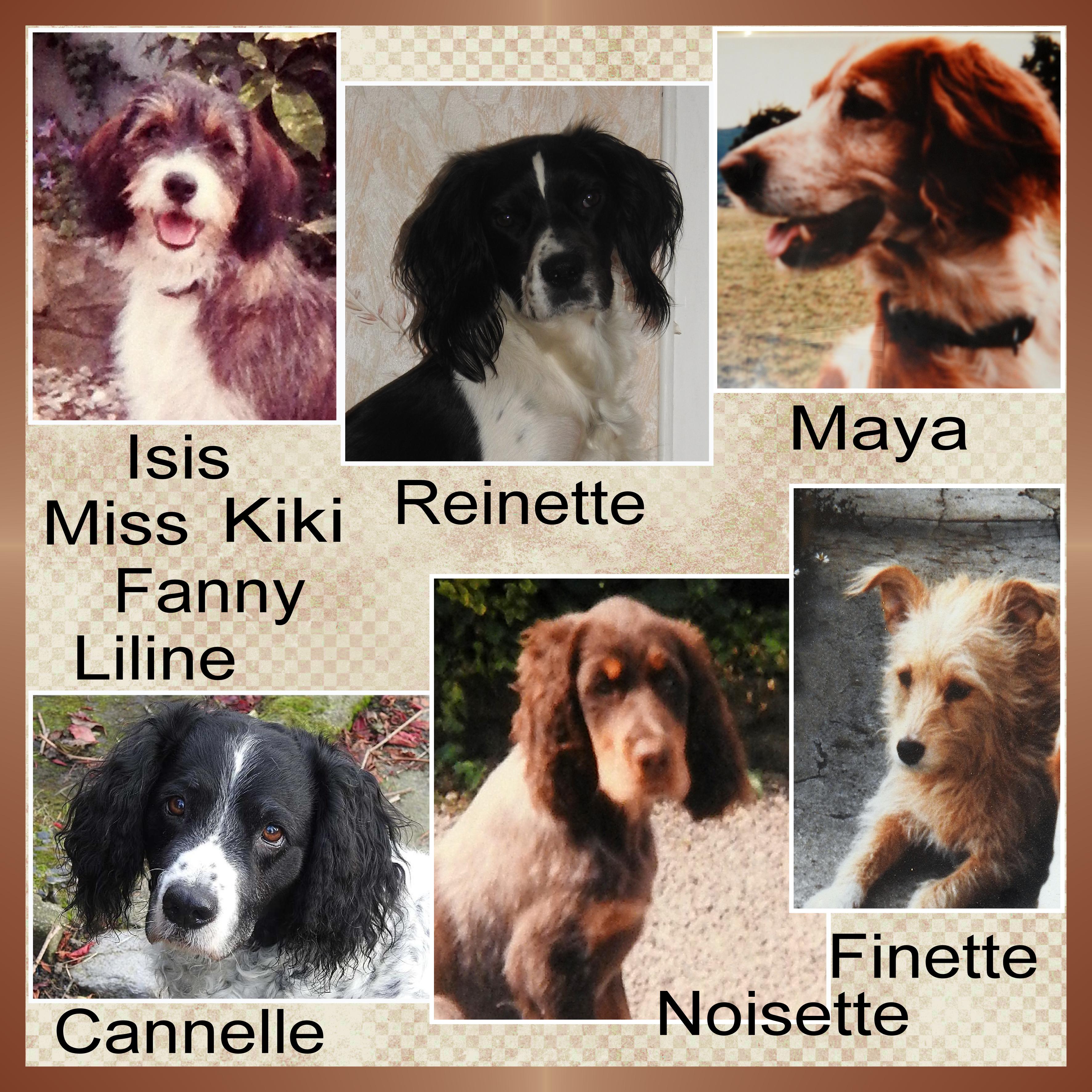 J-A77 - REINETTE ET LES AUTRES.jpg