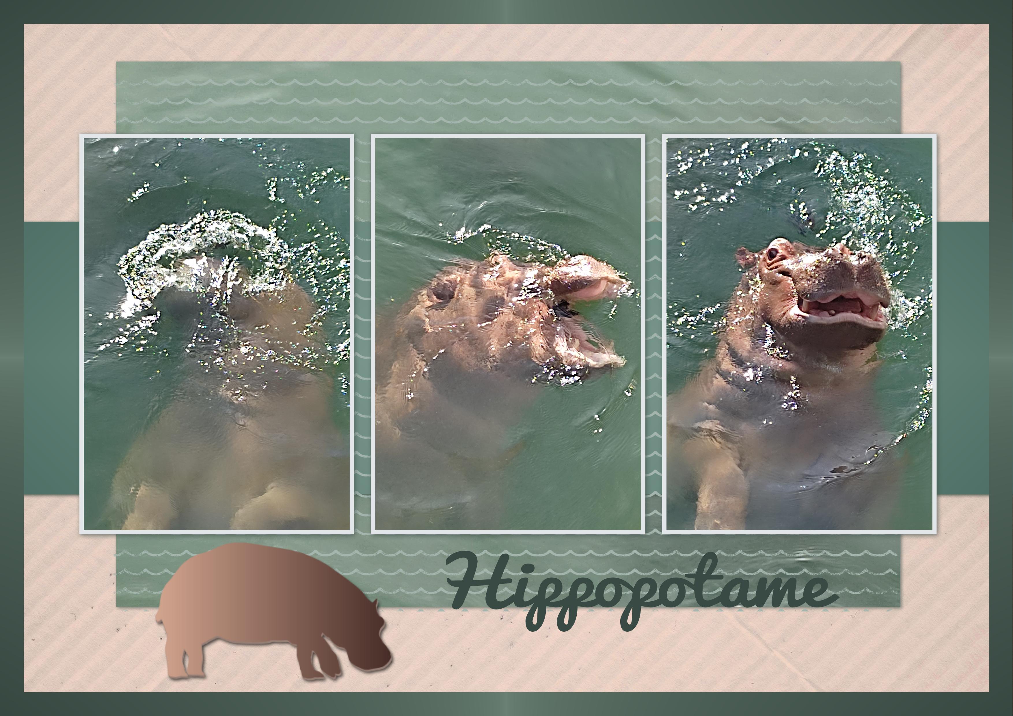J-A79 - HIPPOPOTAME.jpg