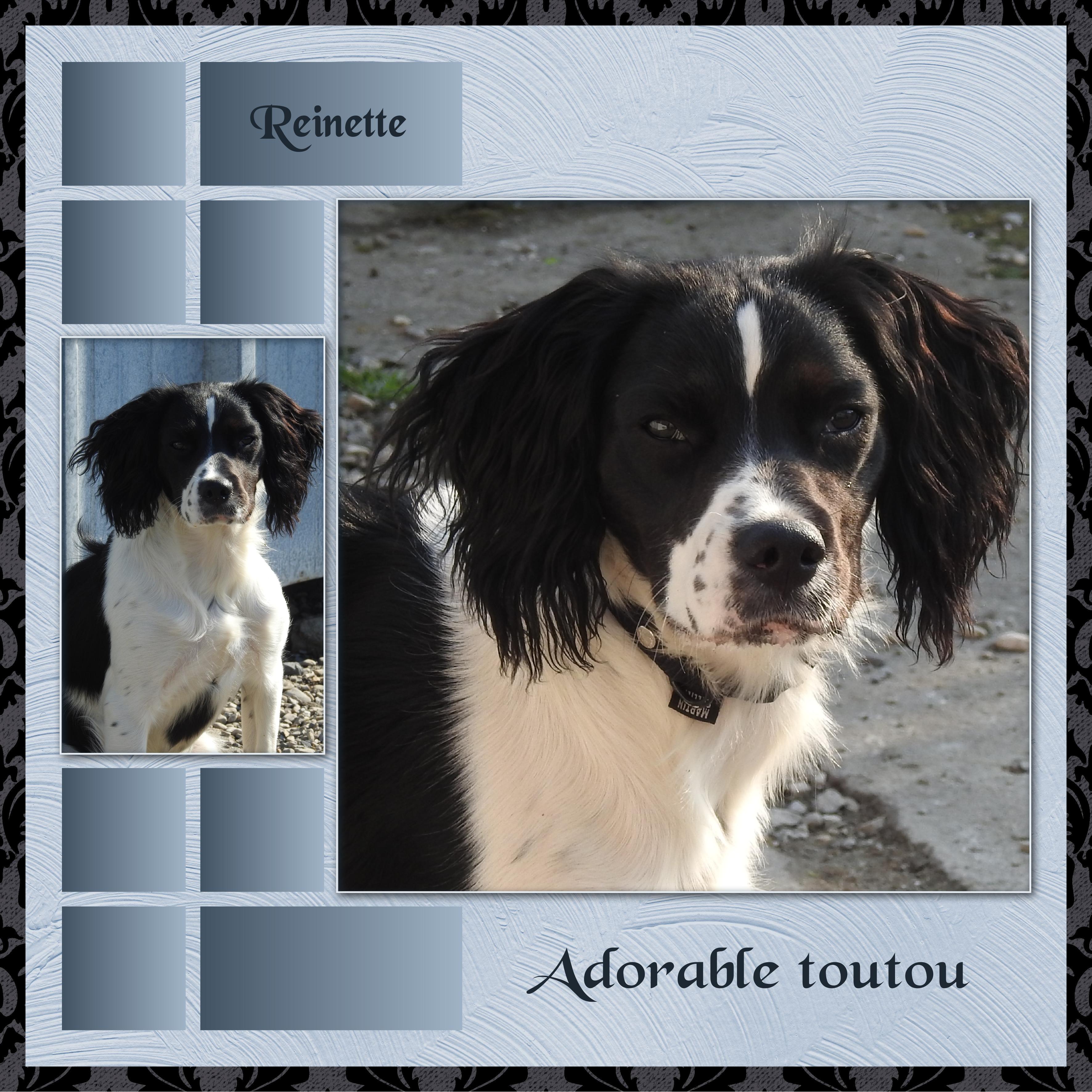 J-A8 - REINETTE ADORABLE TOUTOU.jpg