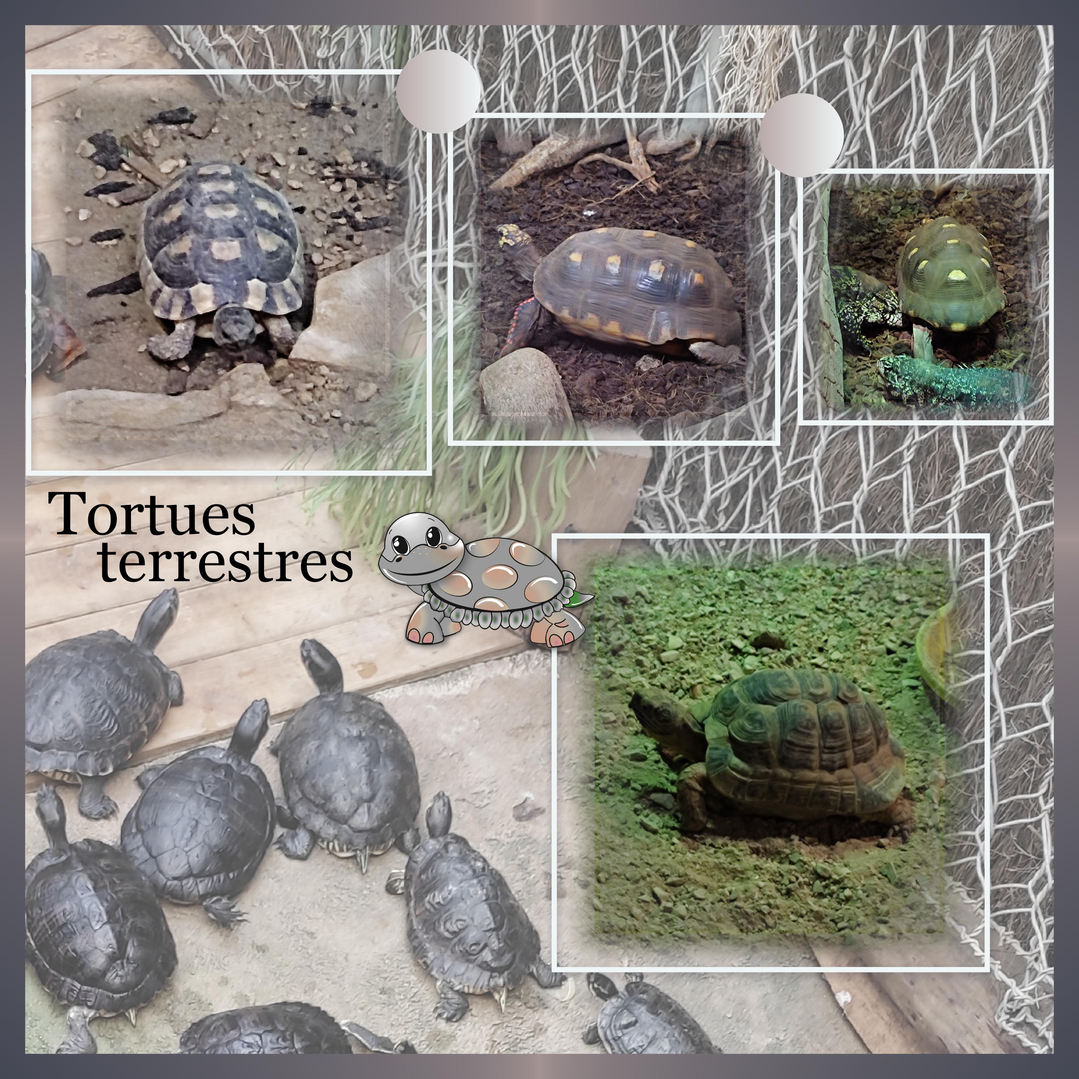 J-A81 - TORTUES TERRESTRES.jpg