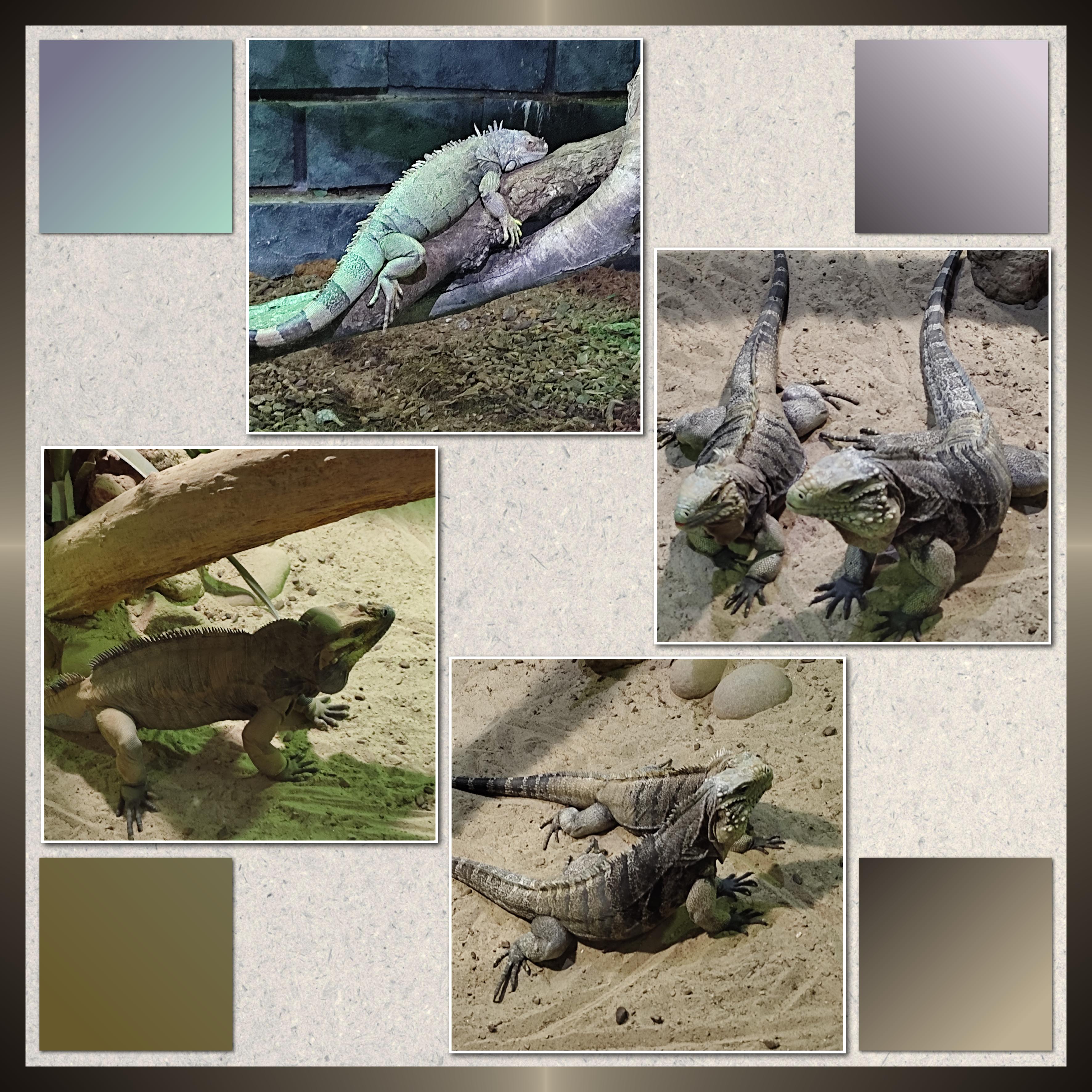 J-A83 - REPTILES.jpg