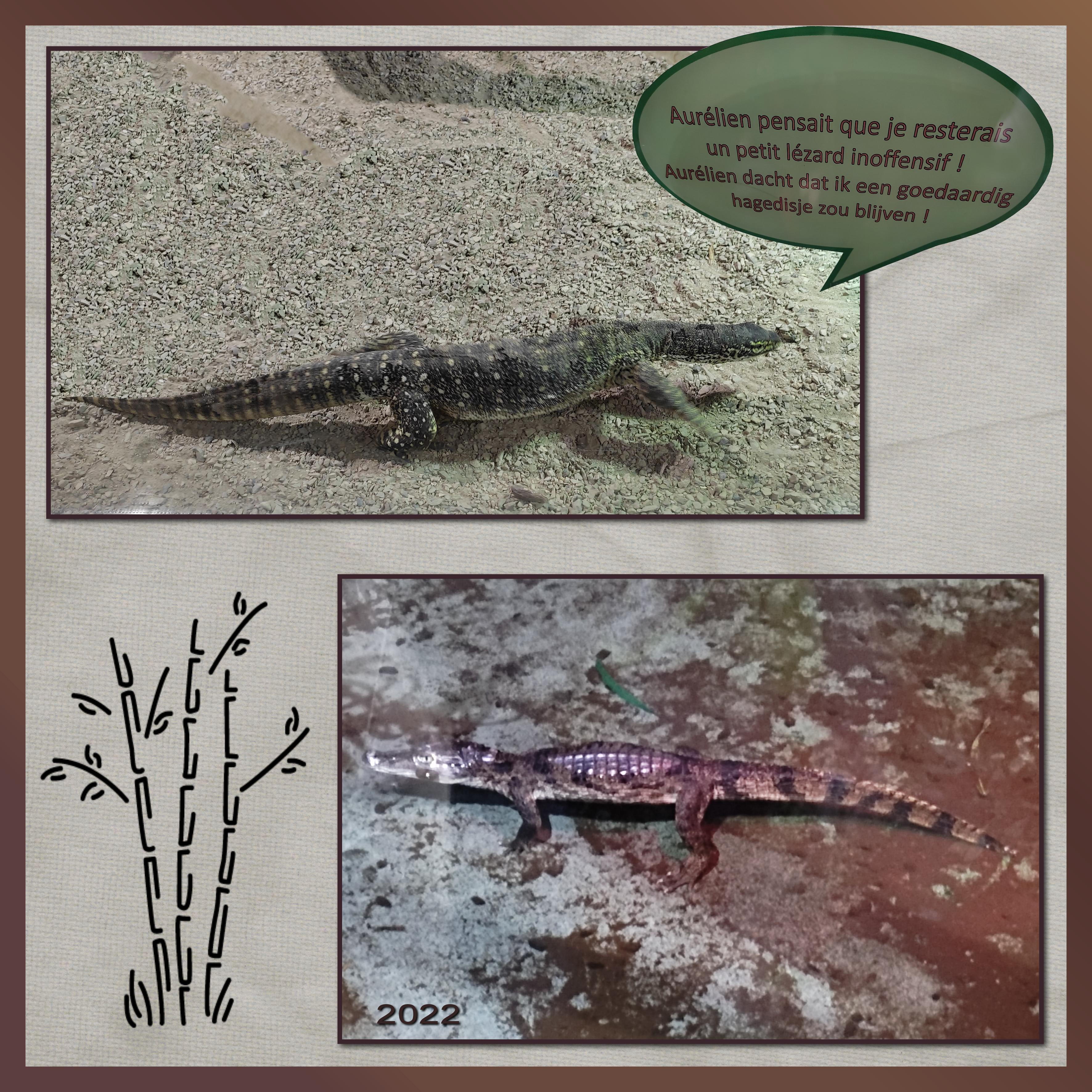 J-A84 - REPTILES -.jpg