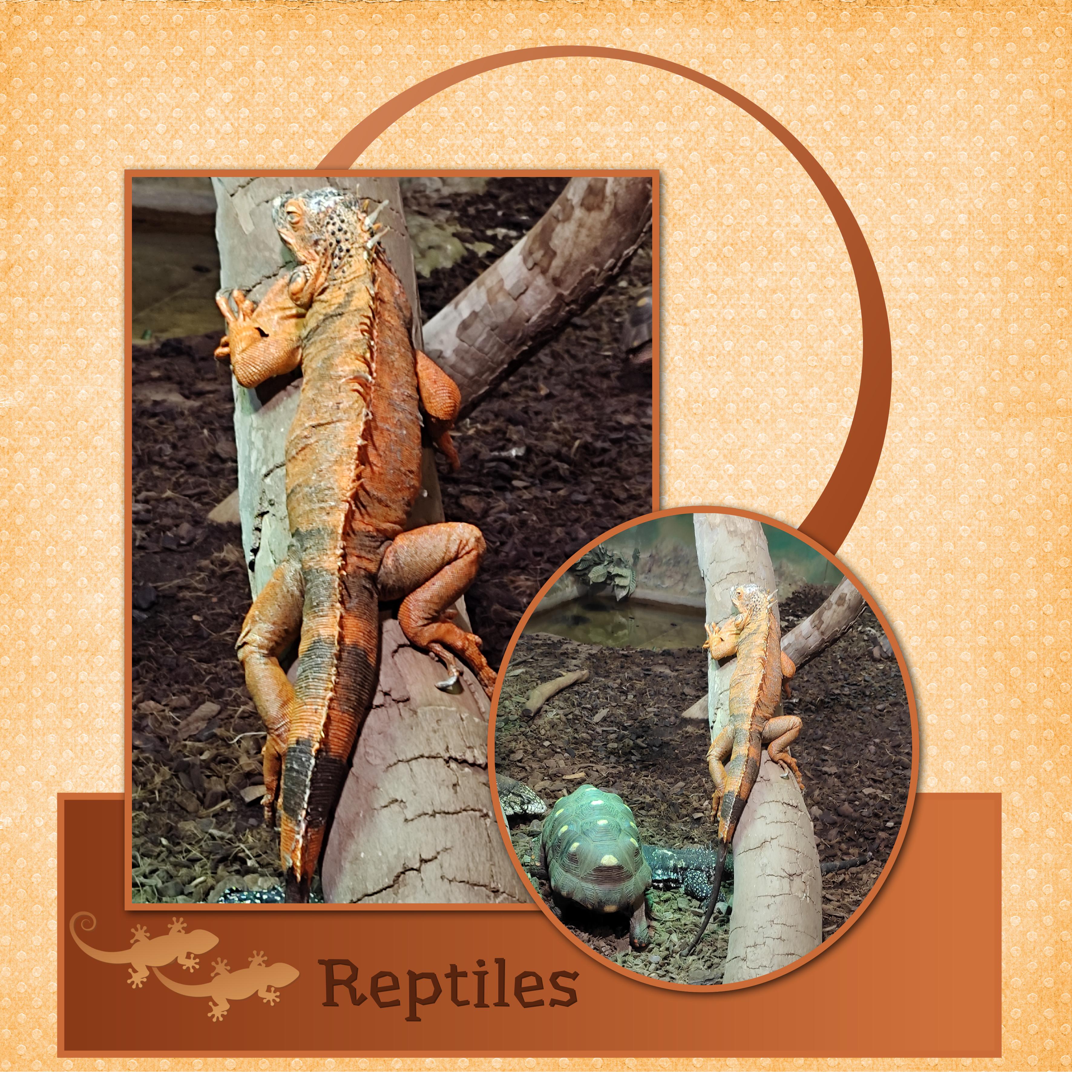 J-A86 - REPTILES.jpg