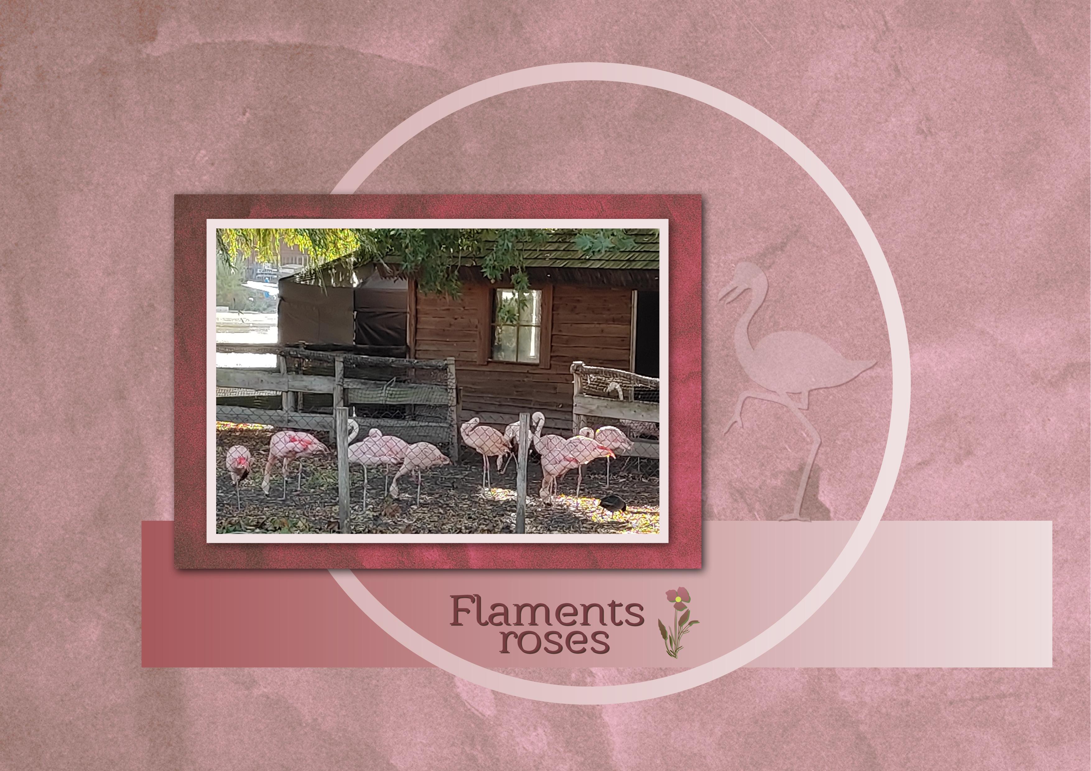 J-A89 - FLAMENTS ROSES.jpg