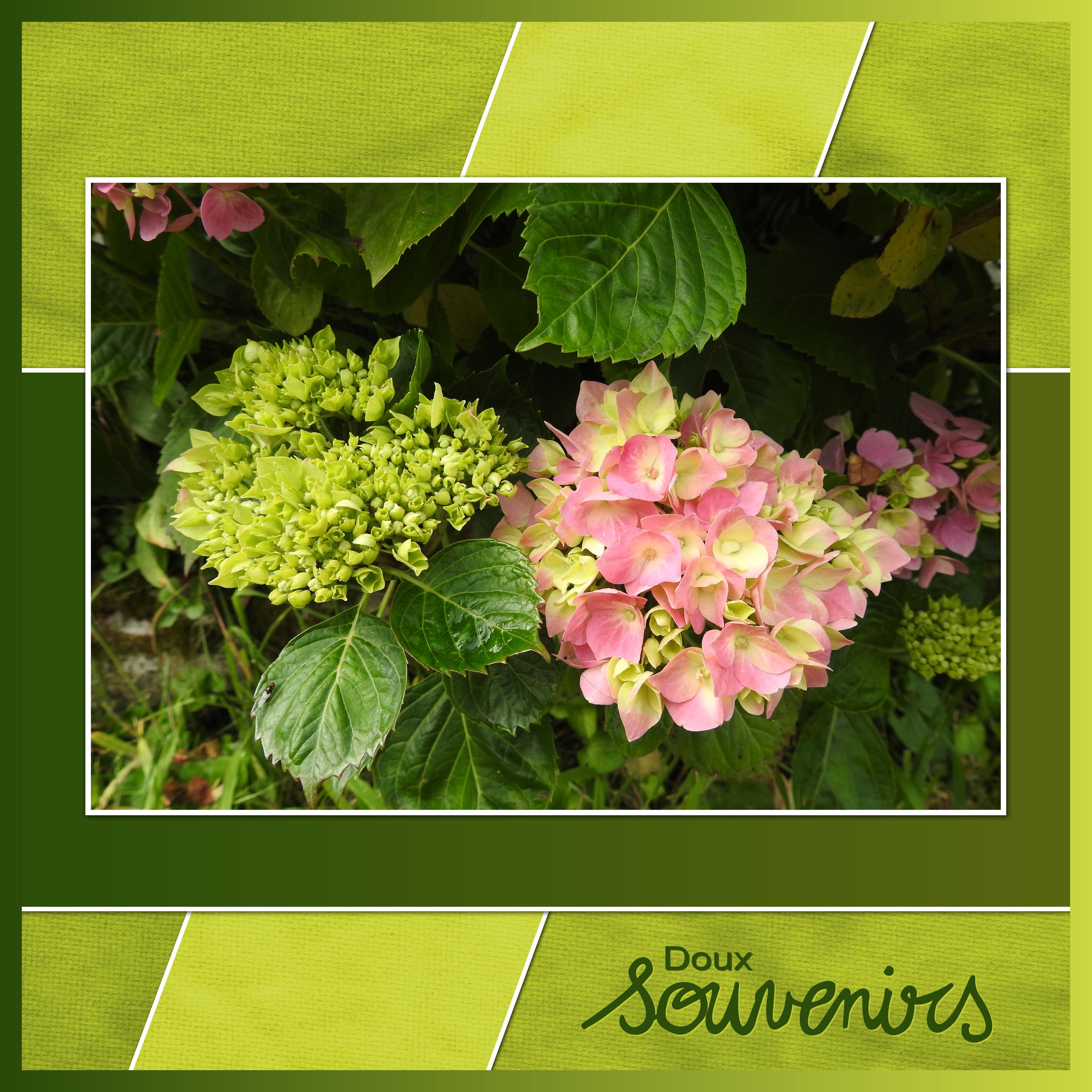 J-a90 - DOUX SOUVENIRS.jpg