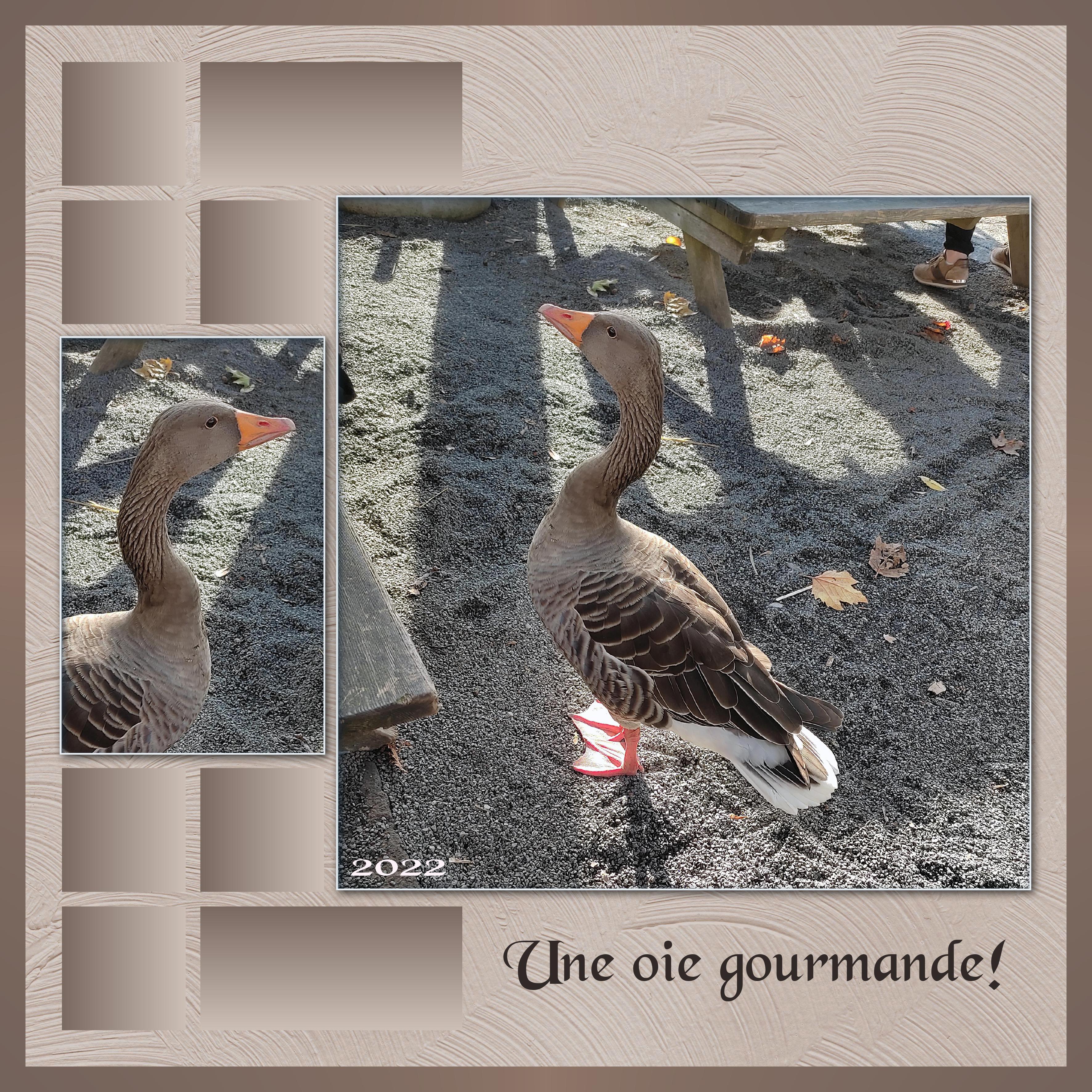 J-A91 - UNE OIE GOURMANDE.jpg