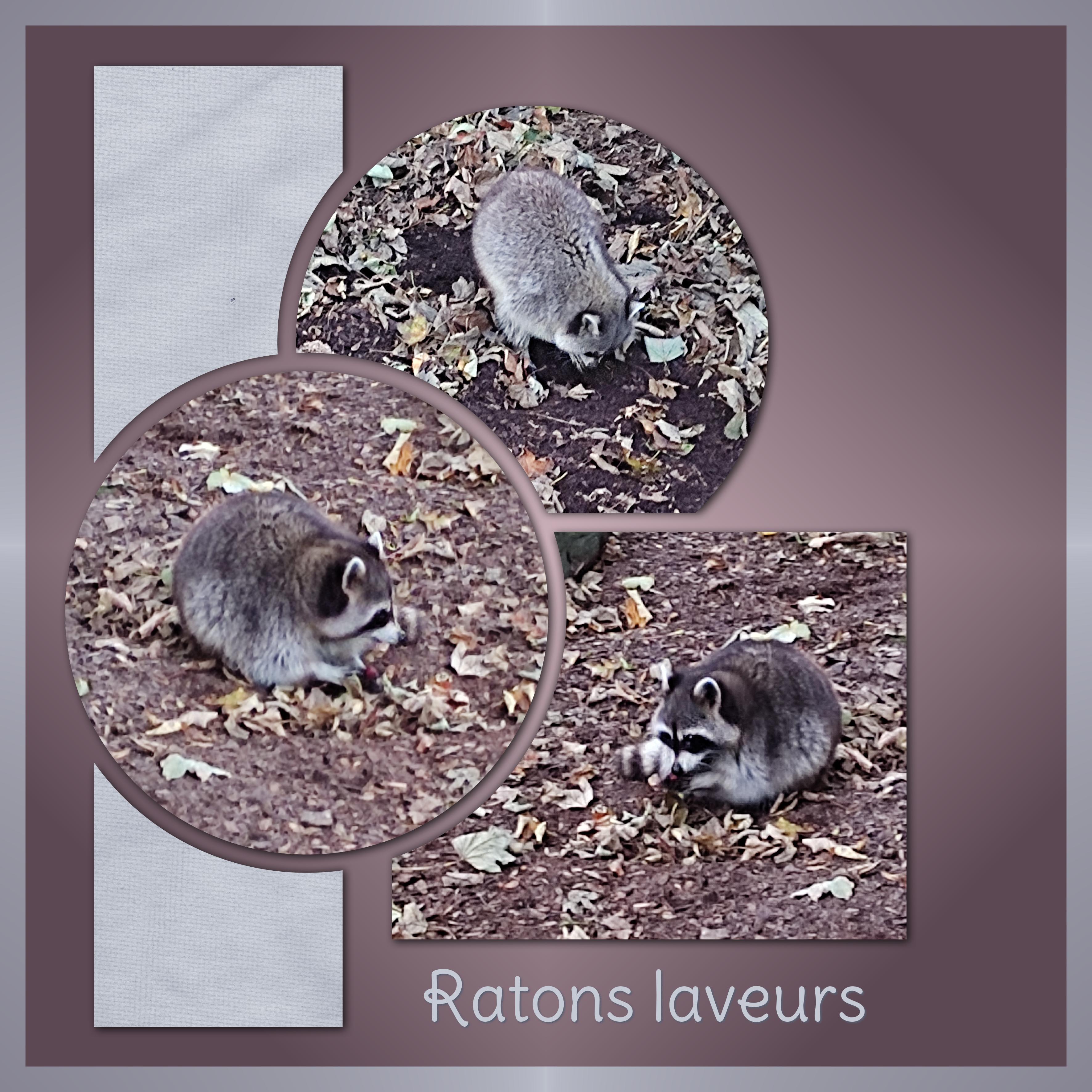 J-A96 - RATONS LAVEURS.jpg