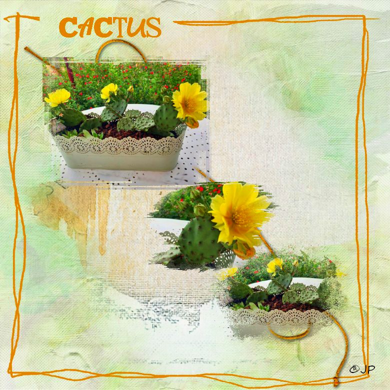 j aime mon jardin     cactus à raquette