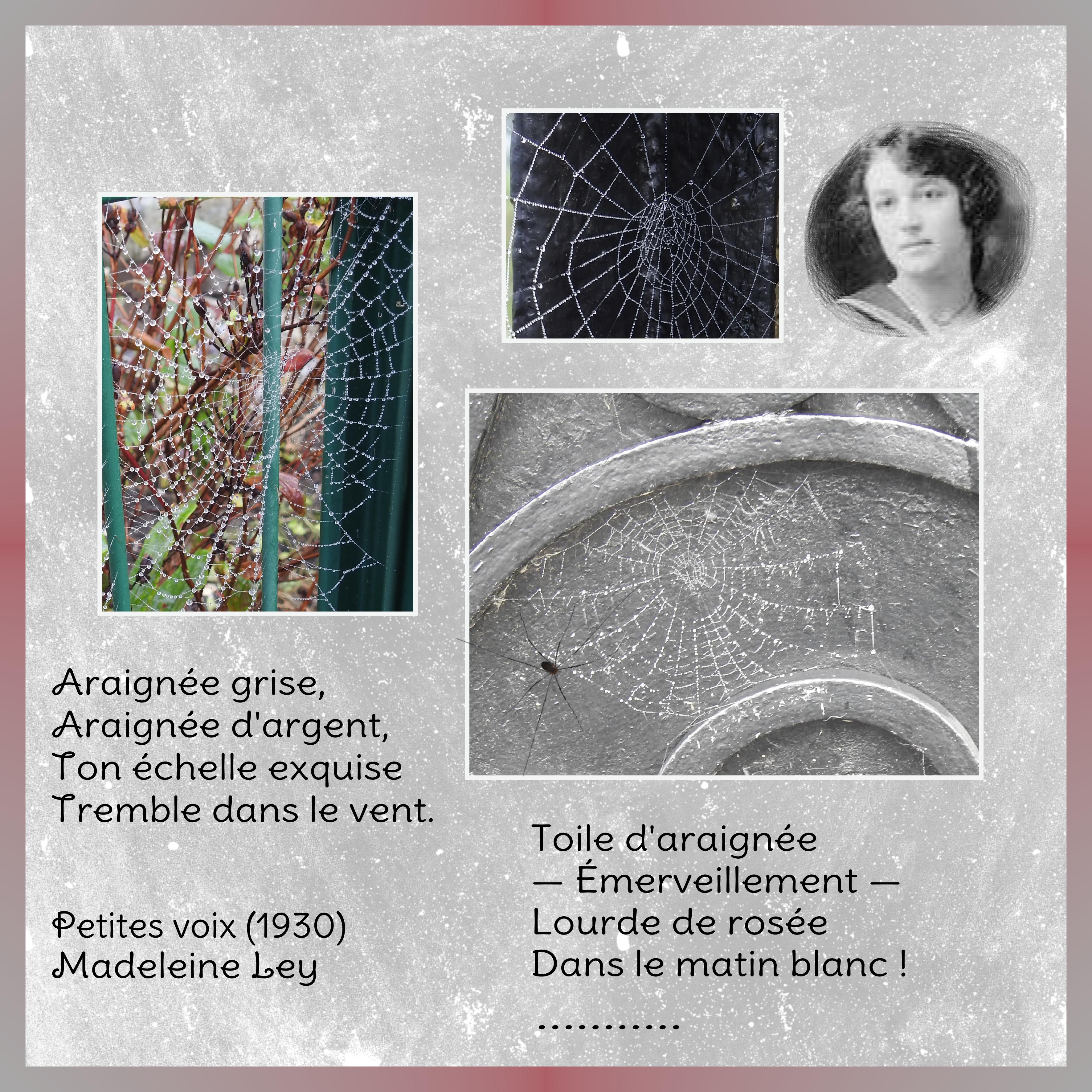 J - ARAIGNEE GRISE.jpg