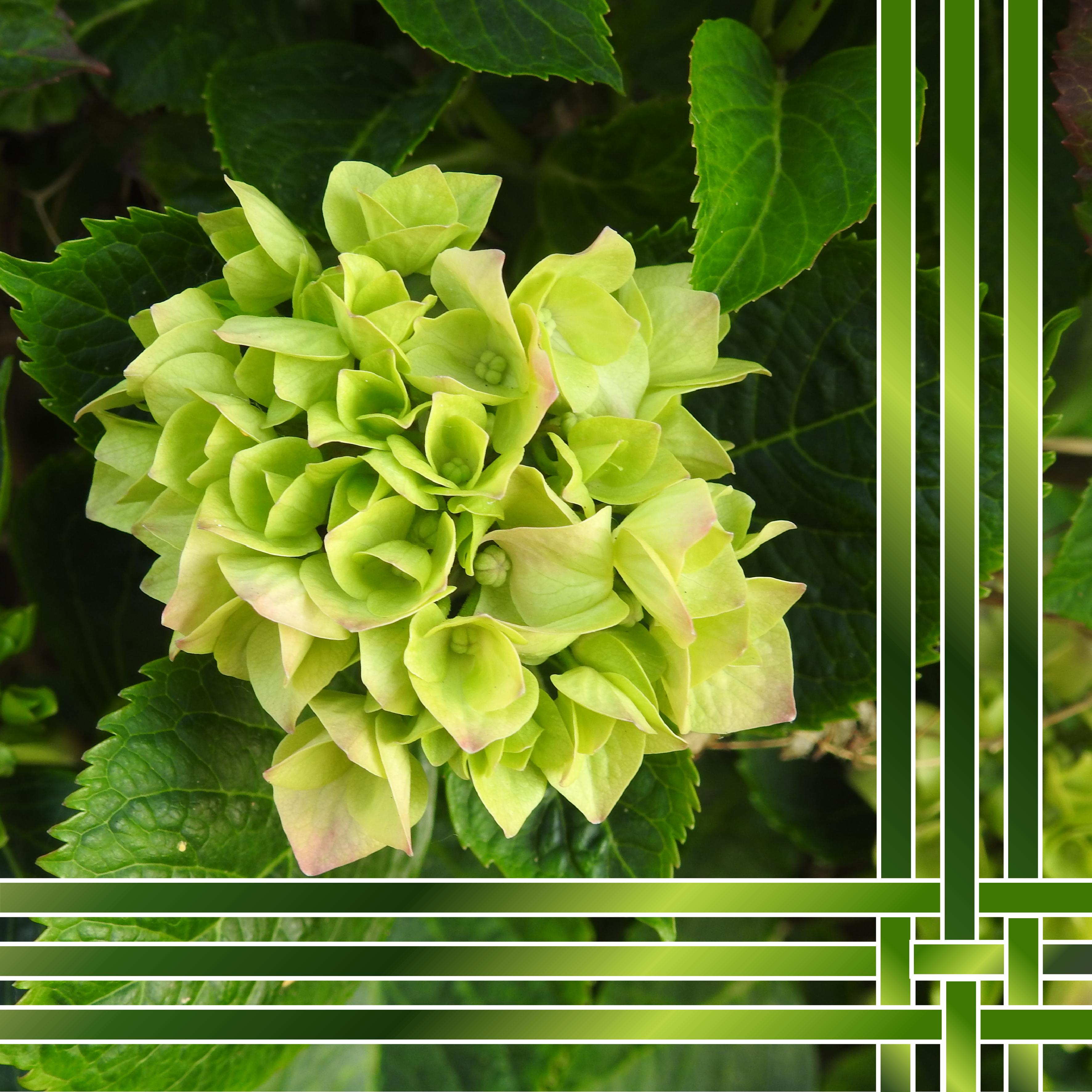 J - BEAUTE FLORALE.jpg