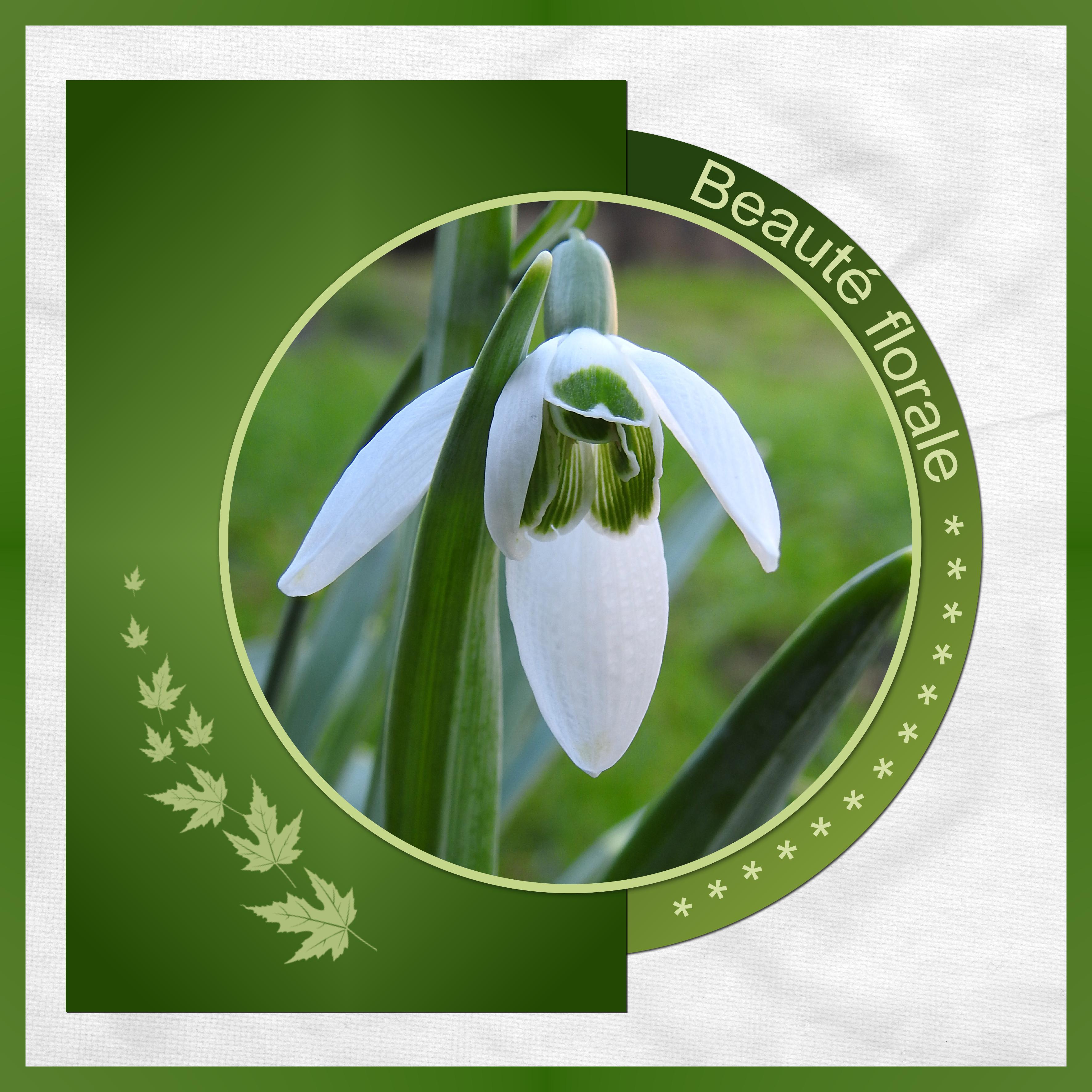 J - BEAUTE FLORALE.jpg