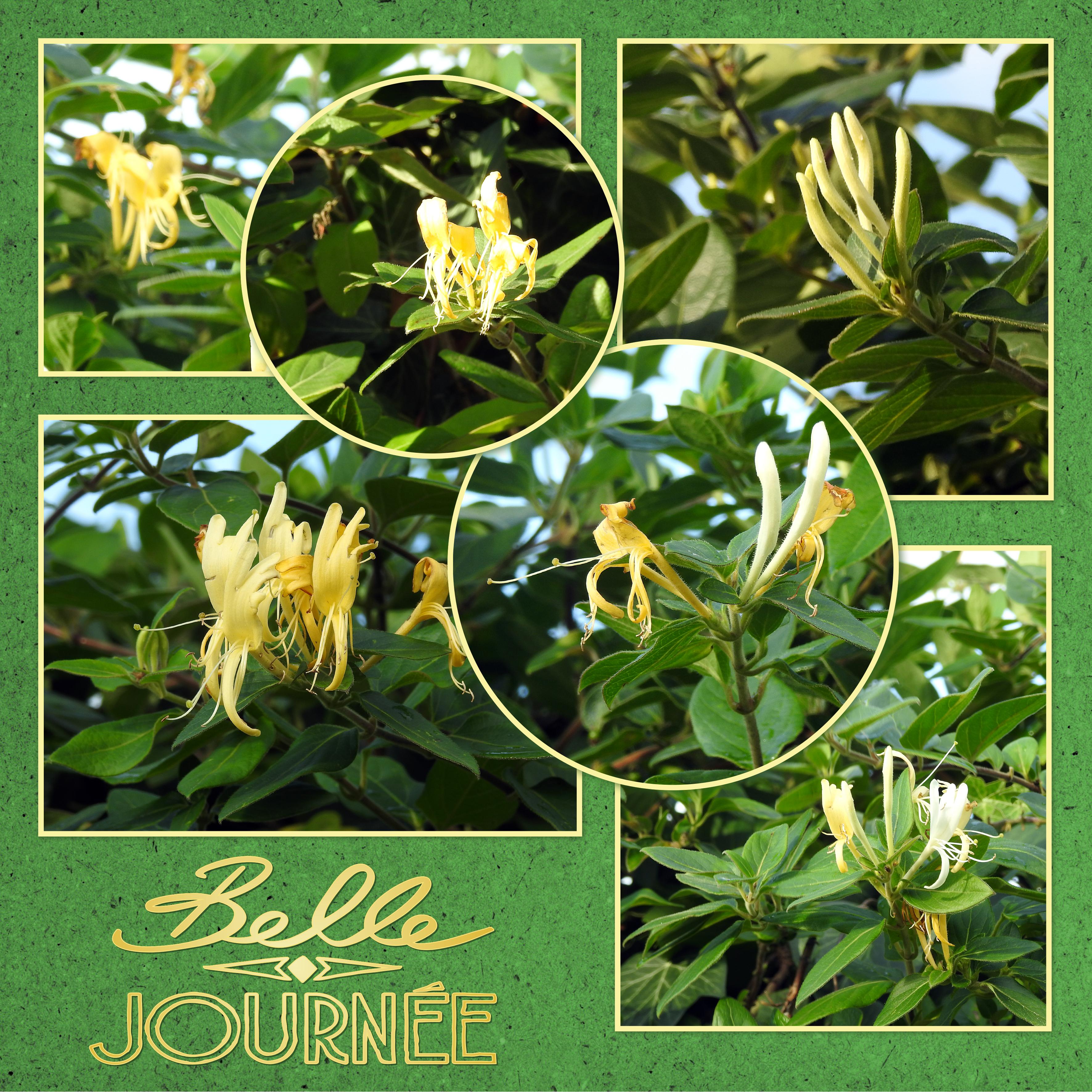 J - BELLE JOURNEE-.jpg