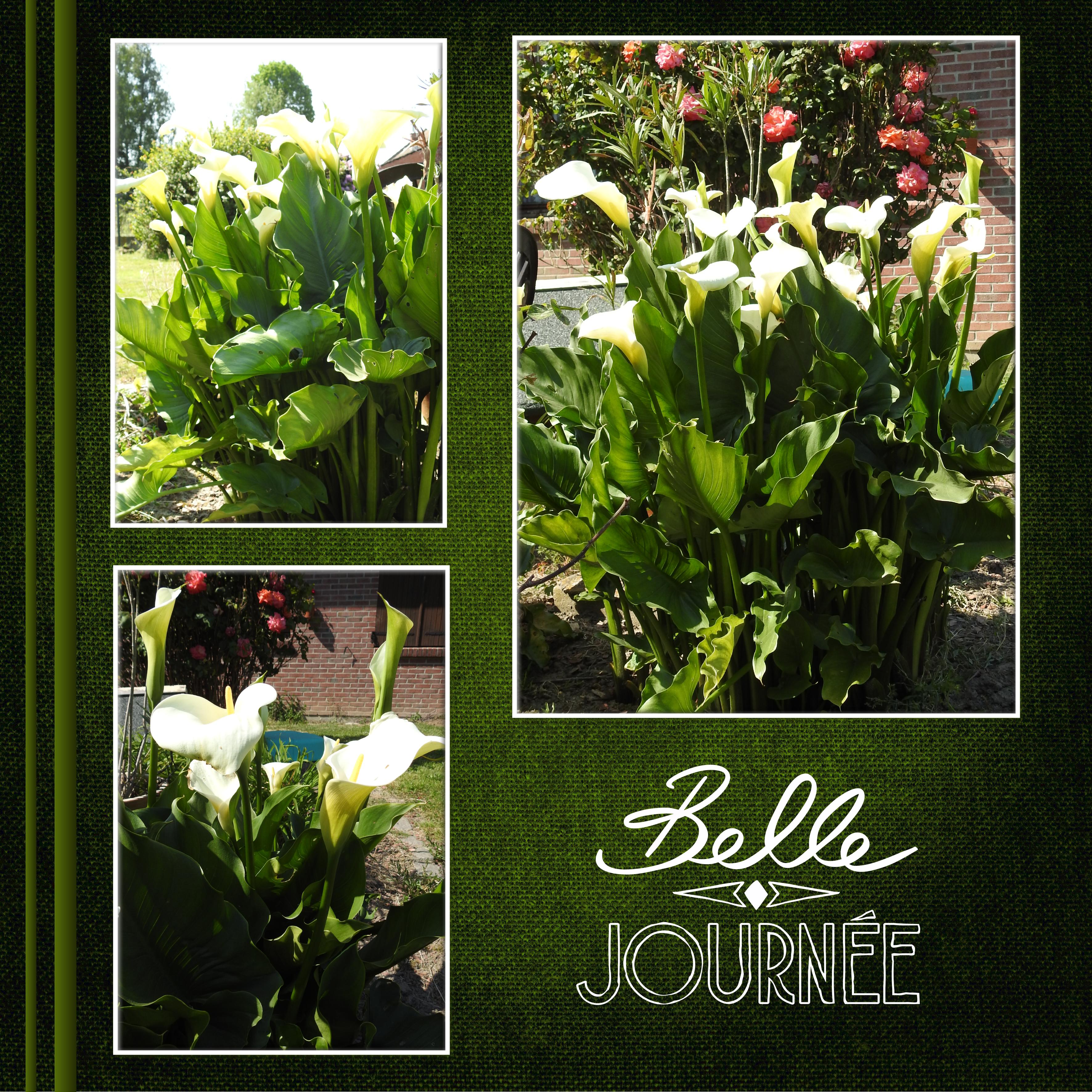 J - BELLE JOURNEE.jpg