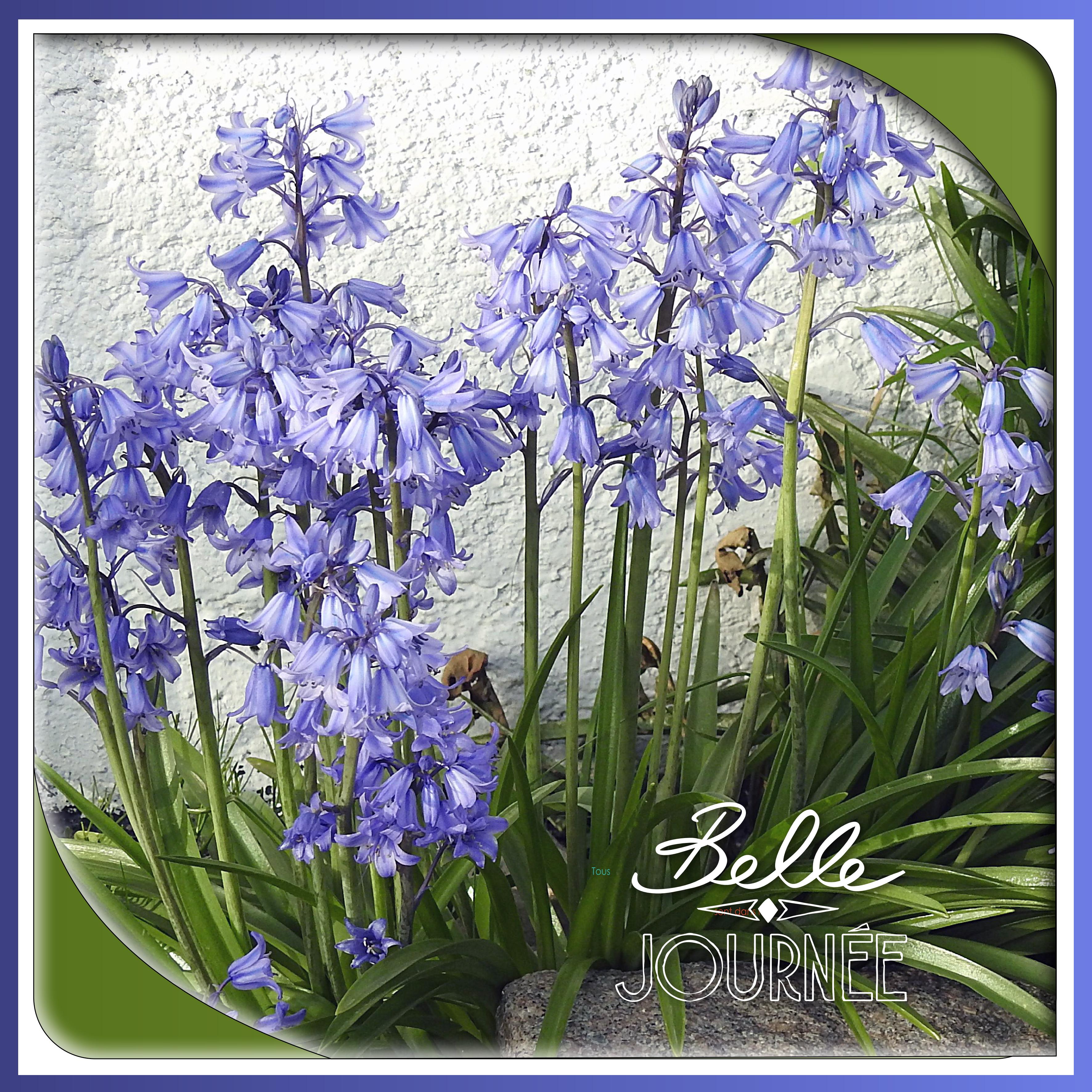 J - BELLE JOURNEE.jpg