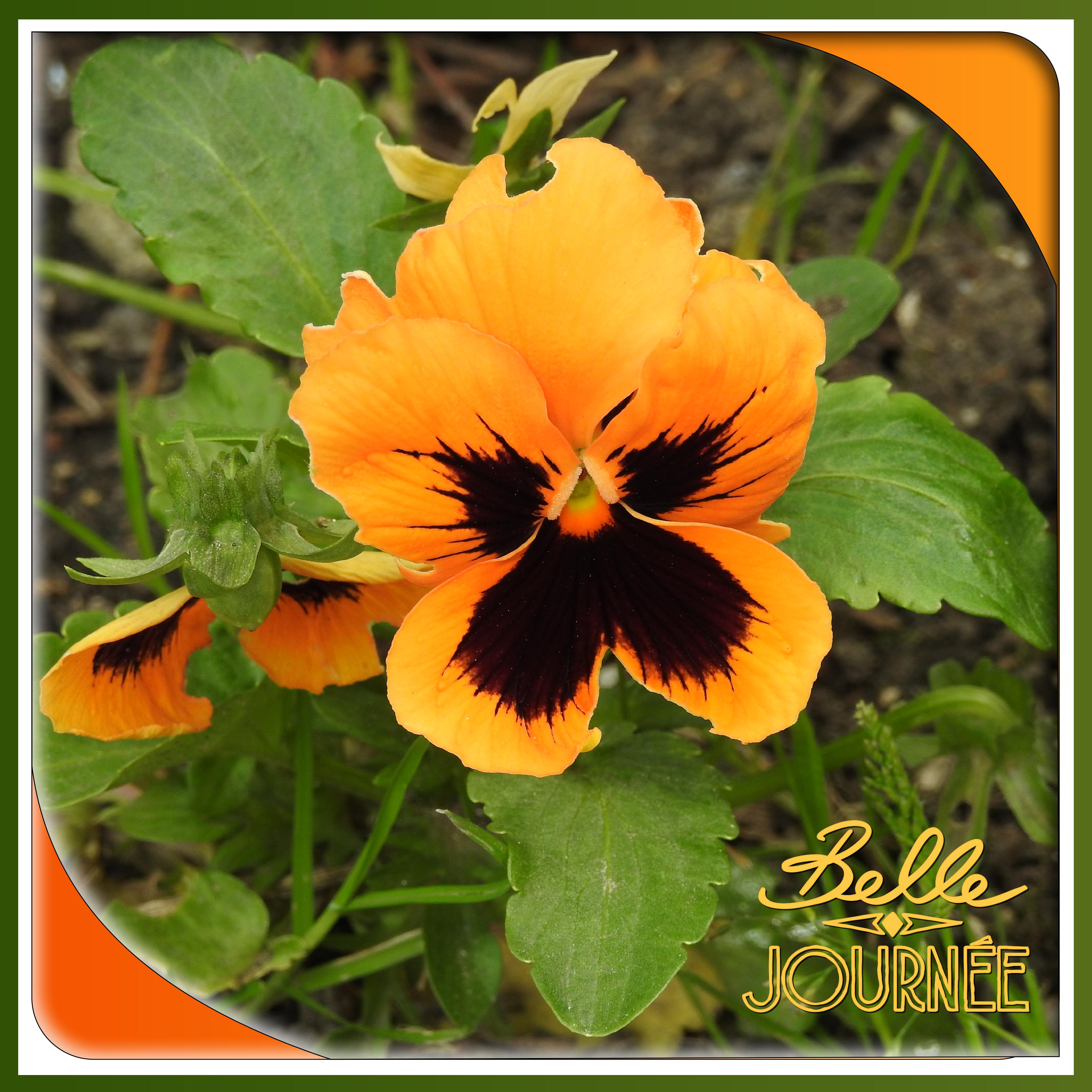 J - BELLE JOURNEE.jpg