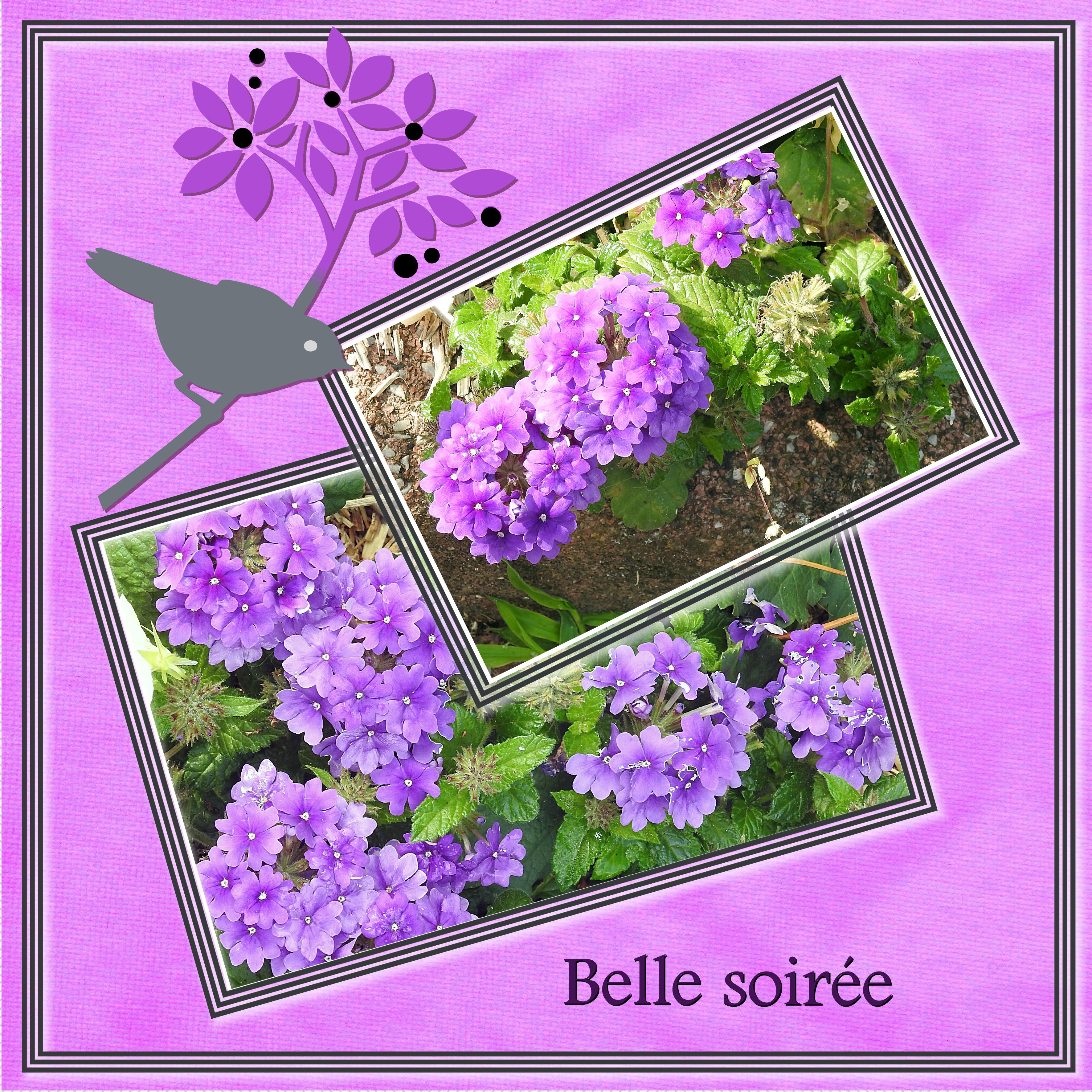 J - BELLE SOIREE.jpg