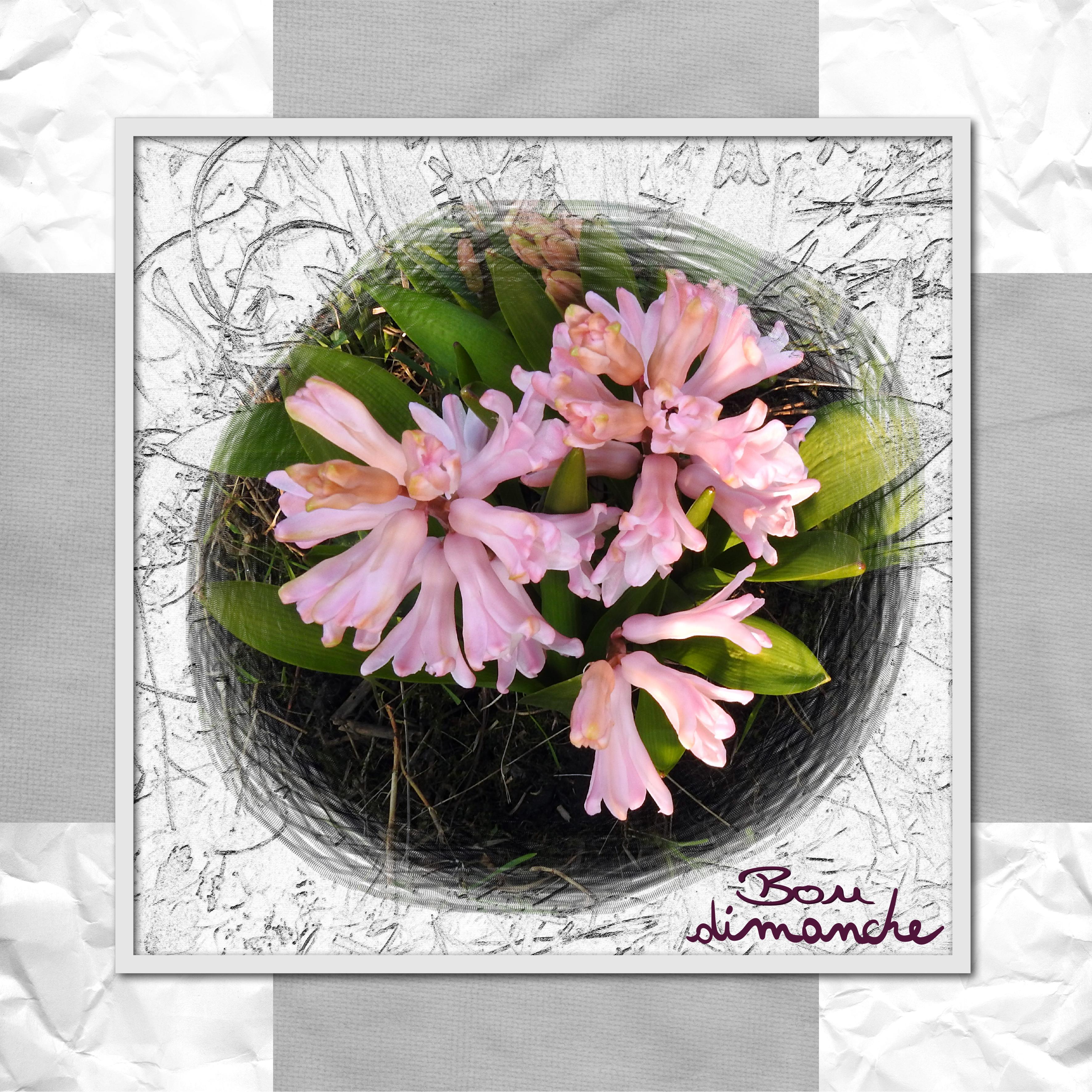 J - BON DIMANCHE.jpg