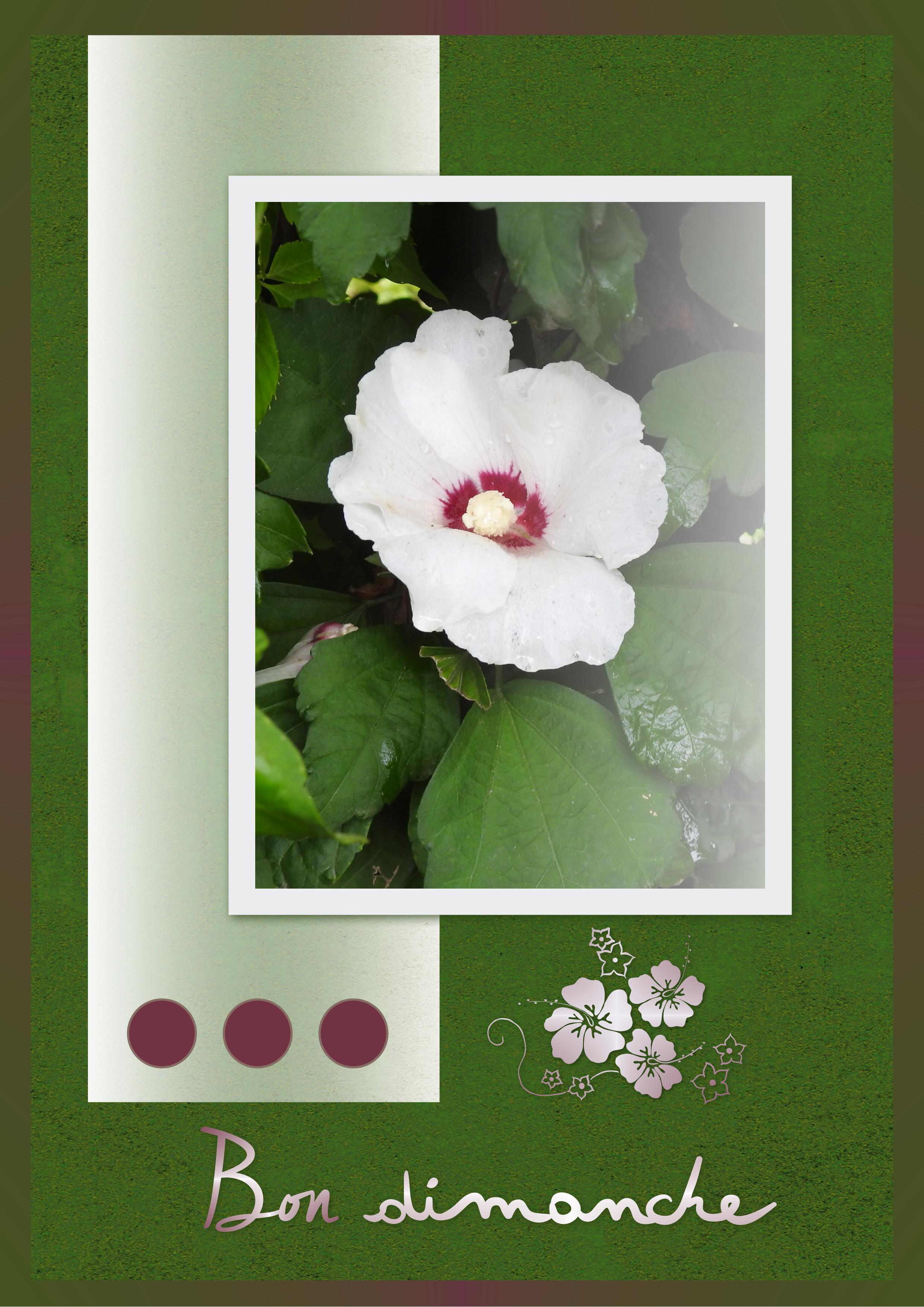 J - BON DIMANCHE.jpg