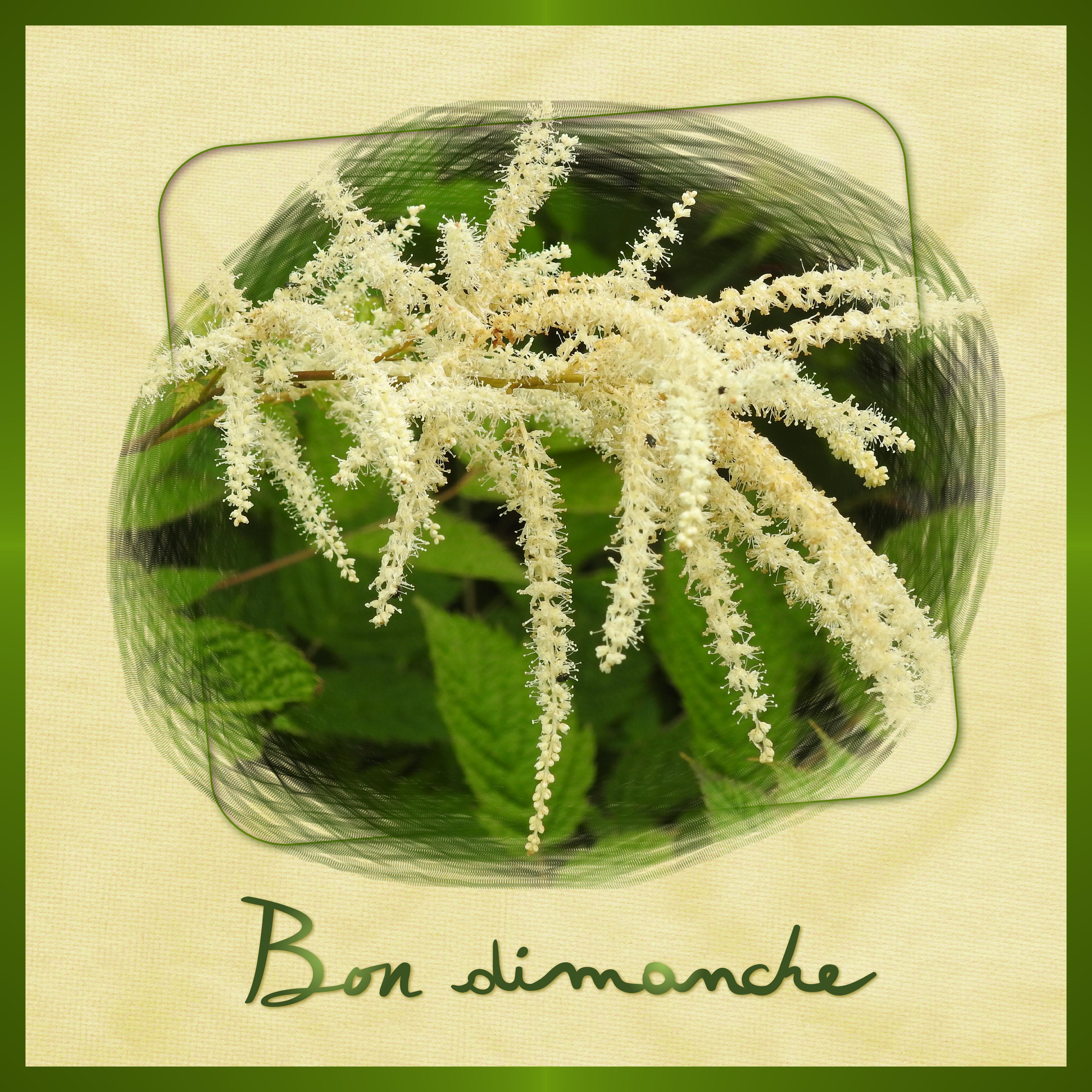 J - BON DIMANCHE.jpg