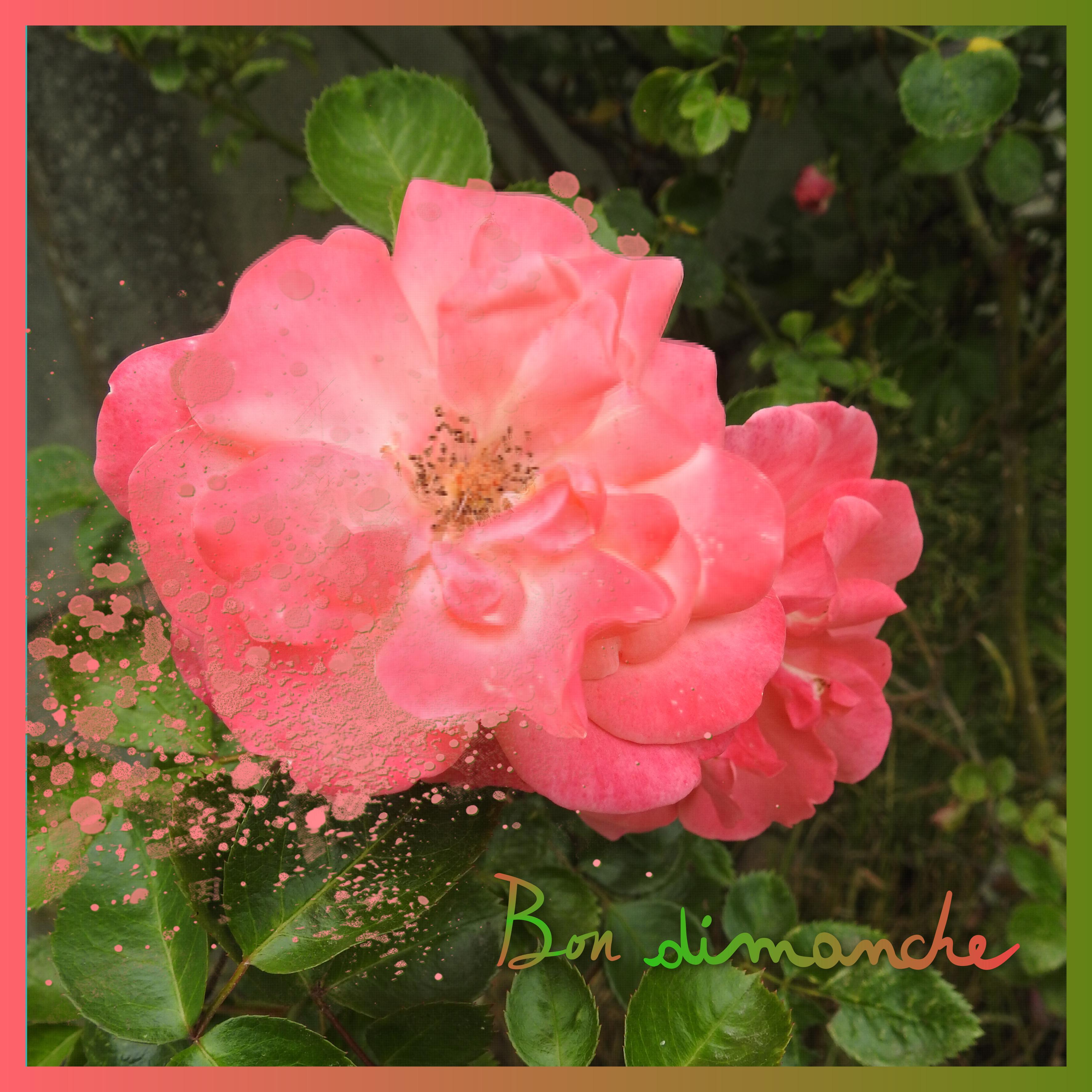 J - BON DIMANCHE .jpg