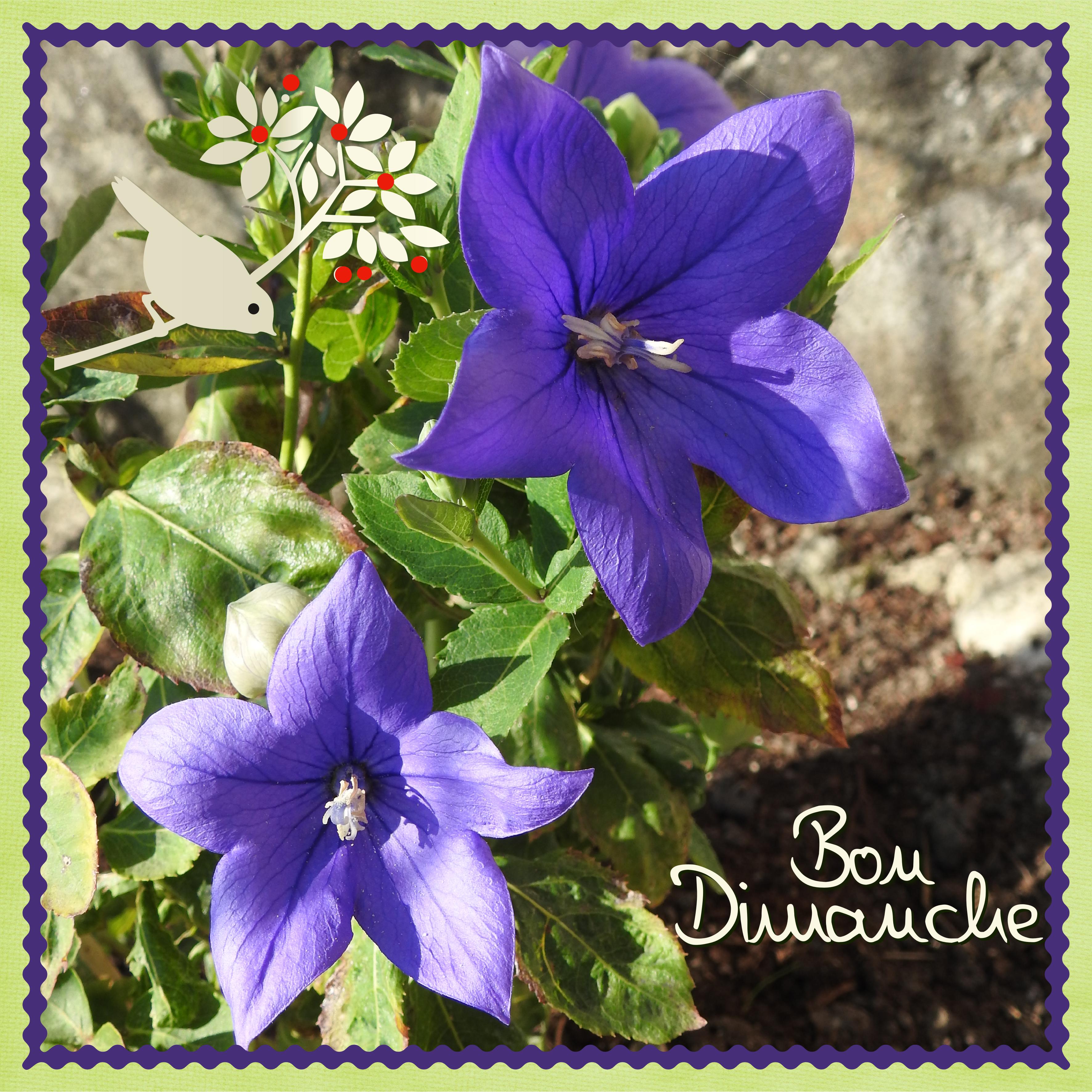 J - BON DIMANCHE.jpg