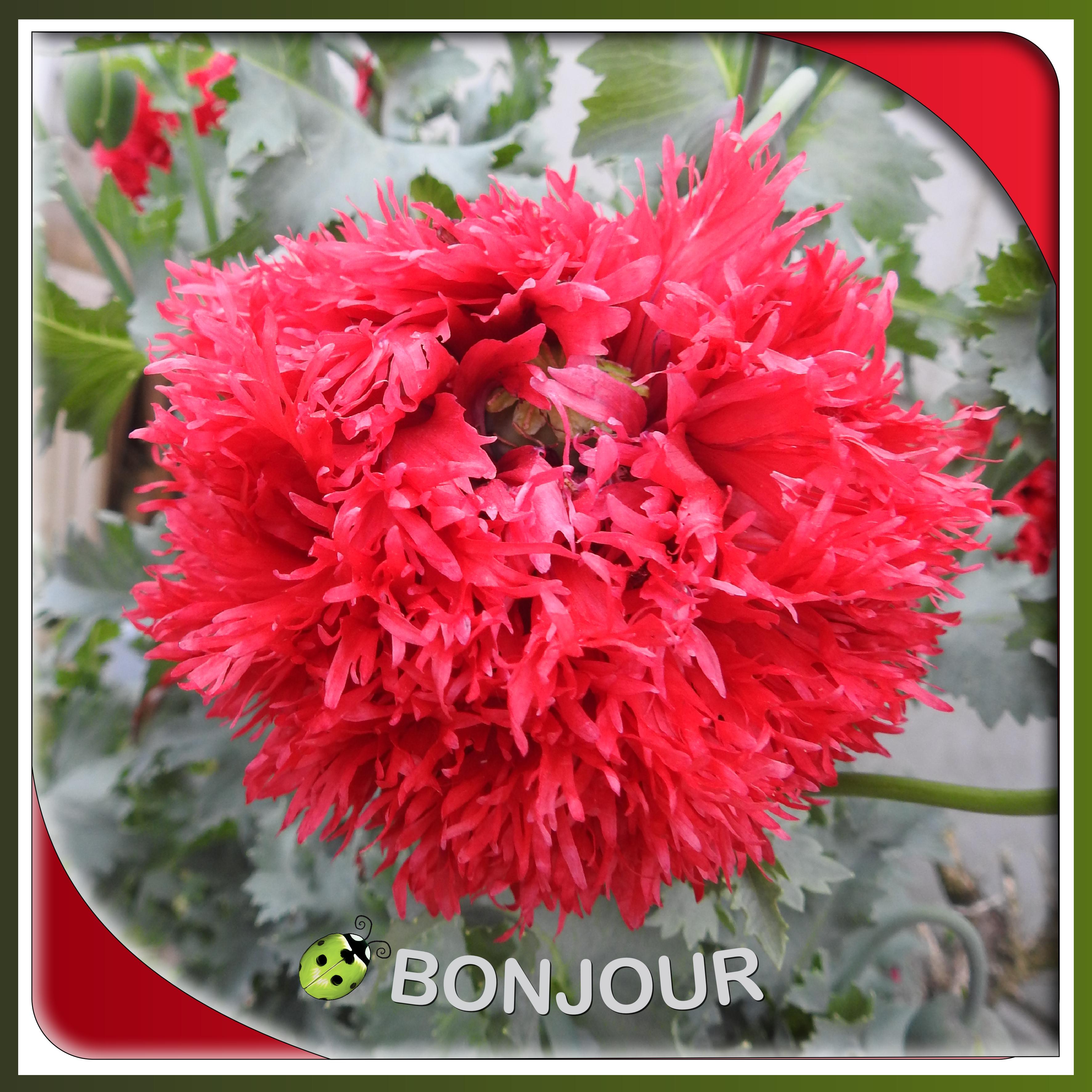J - BONJOUR.jpg