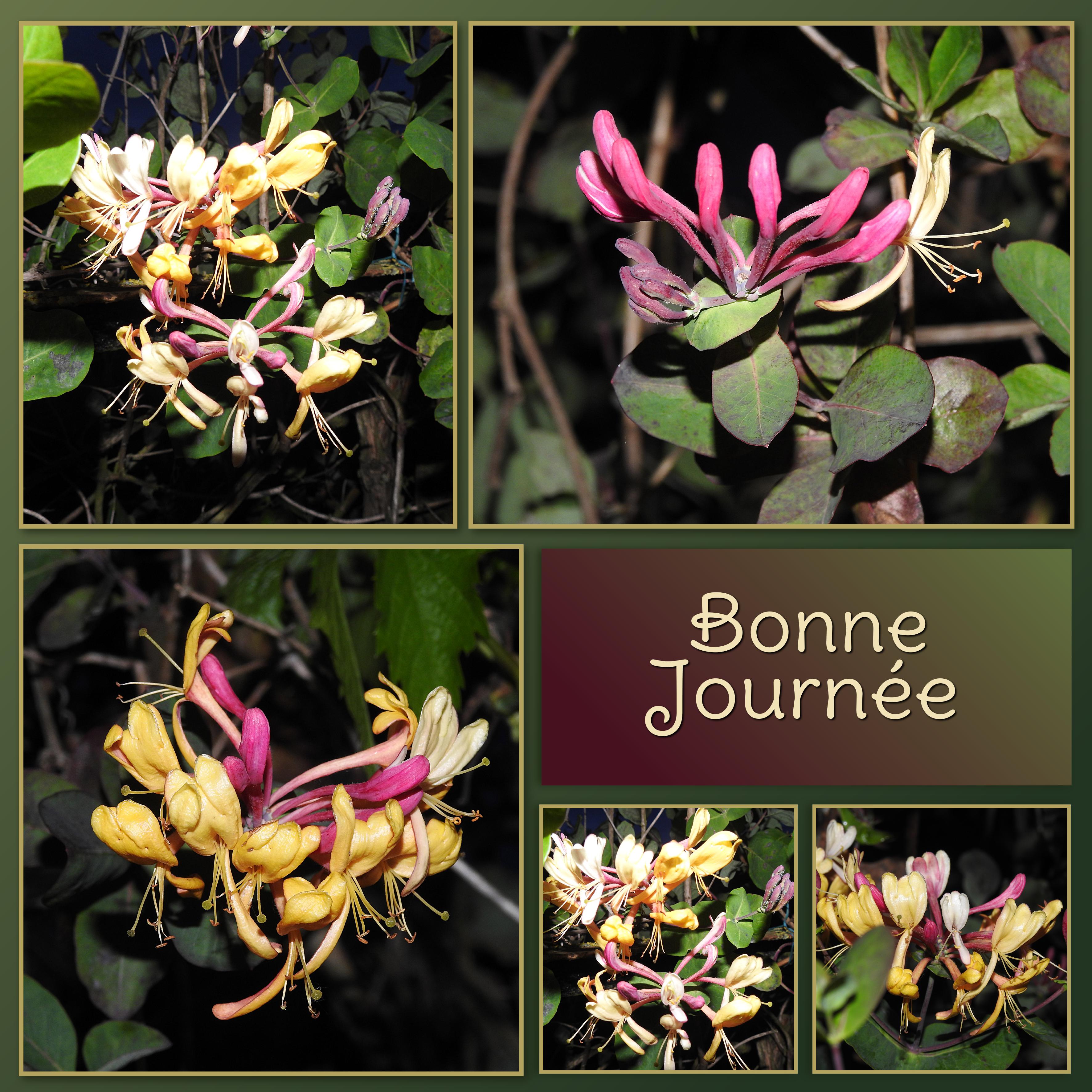 J- BONNE JOURNEE.jpg