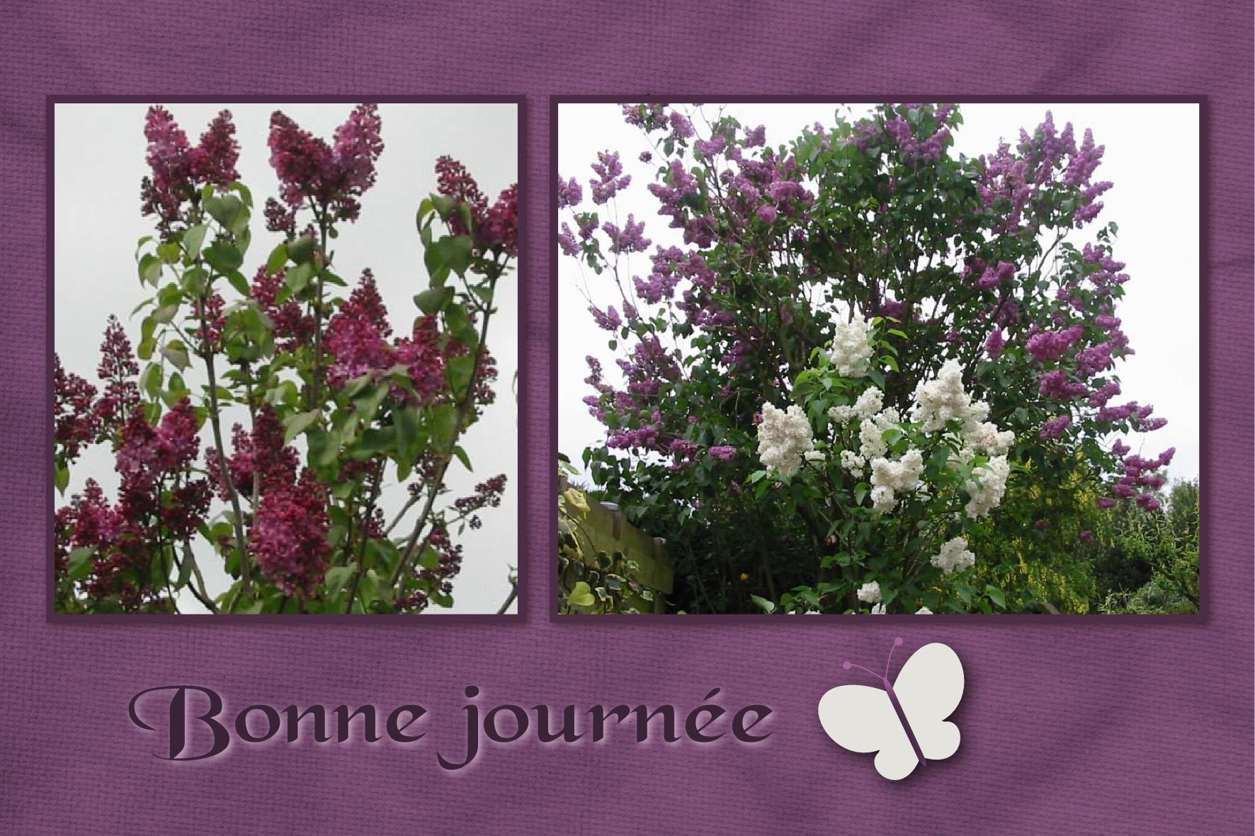 J - BONNE JOURNEE.jpg