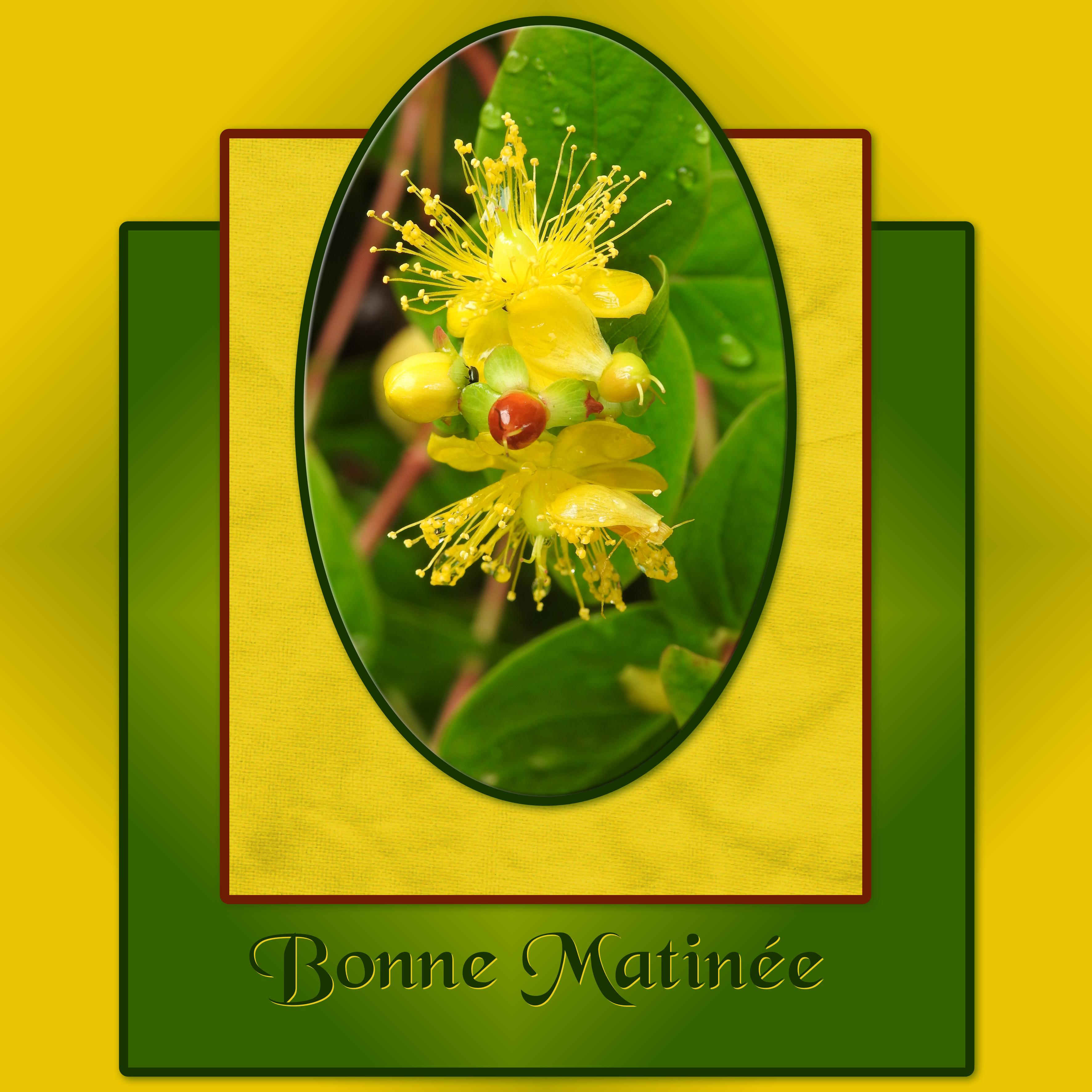 J - BONNE MATINEE.jpg