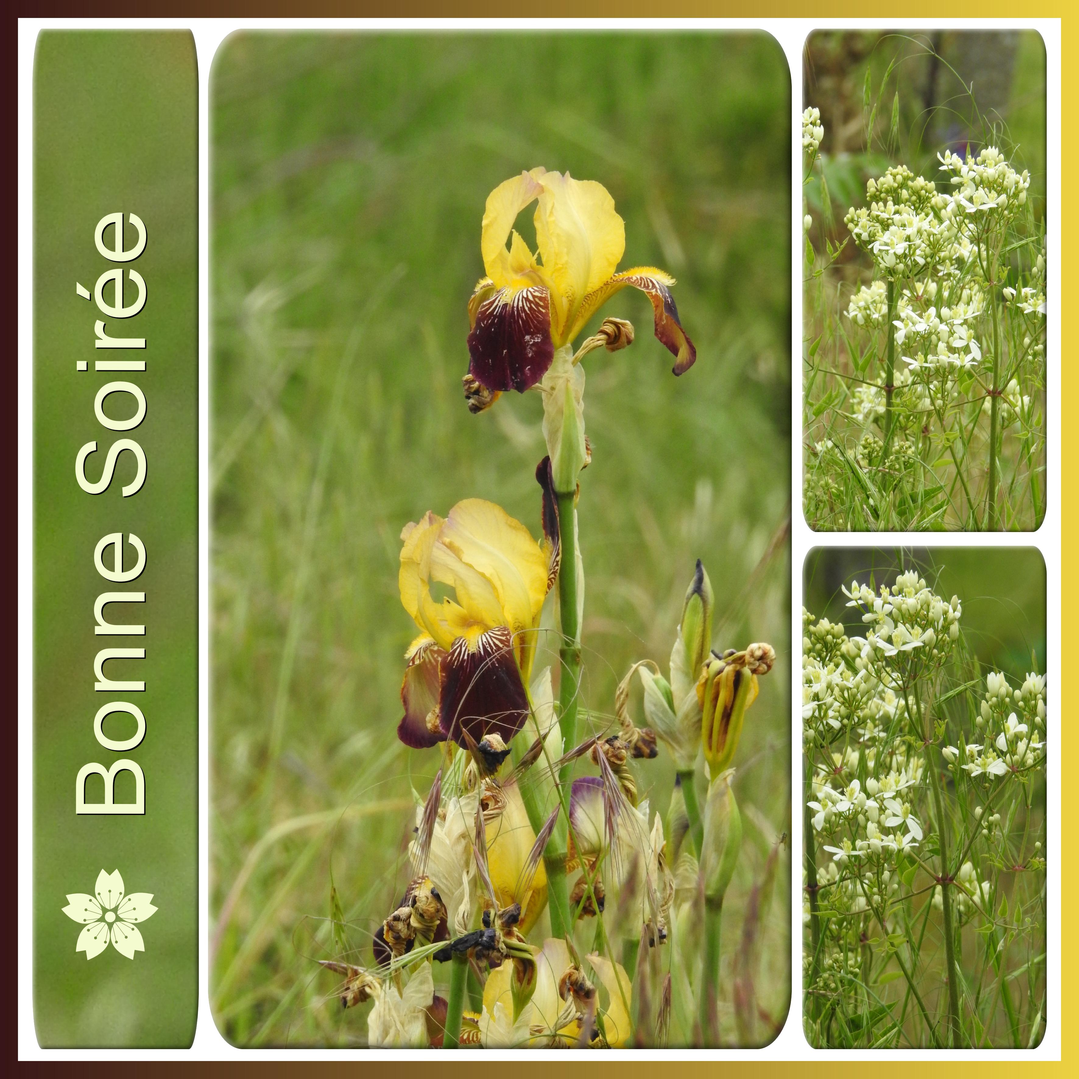 J - BONNE SOIREE.jpg