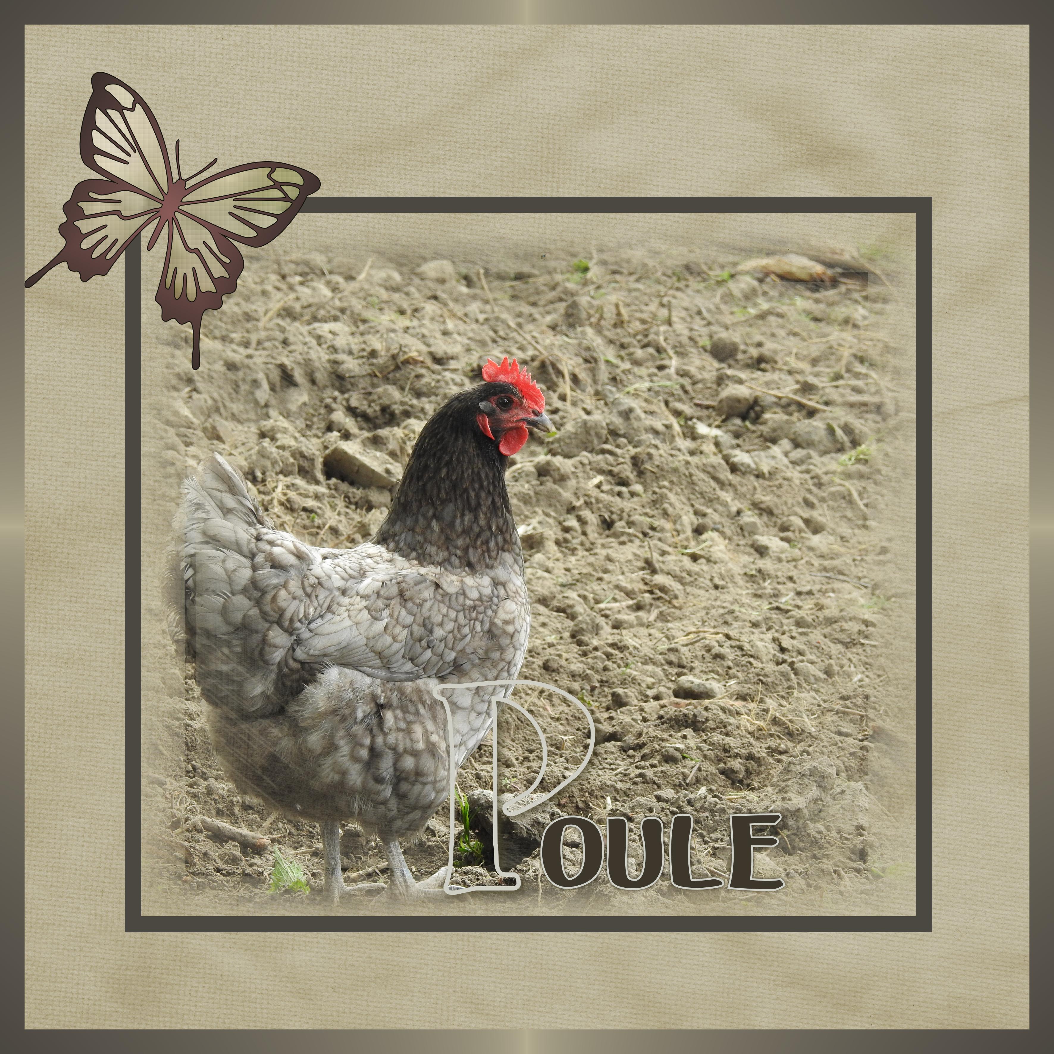 J-c102 - POULE.jpg
