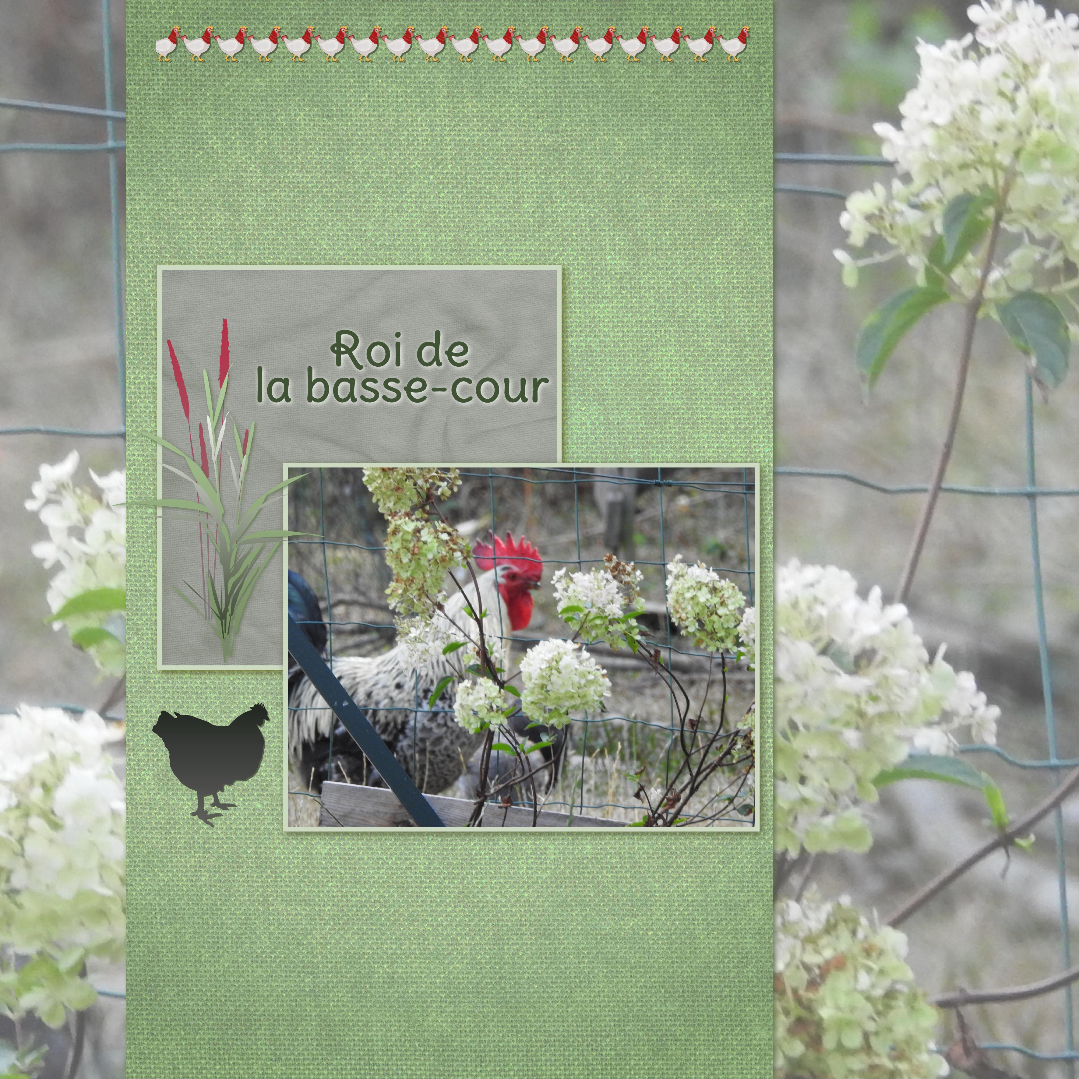 J-c104 - ROI DE LA BASSE-COUR.jpg