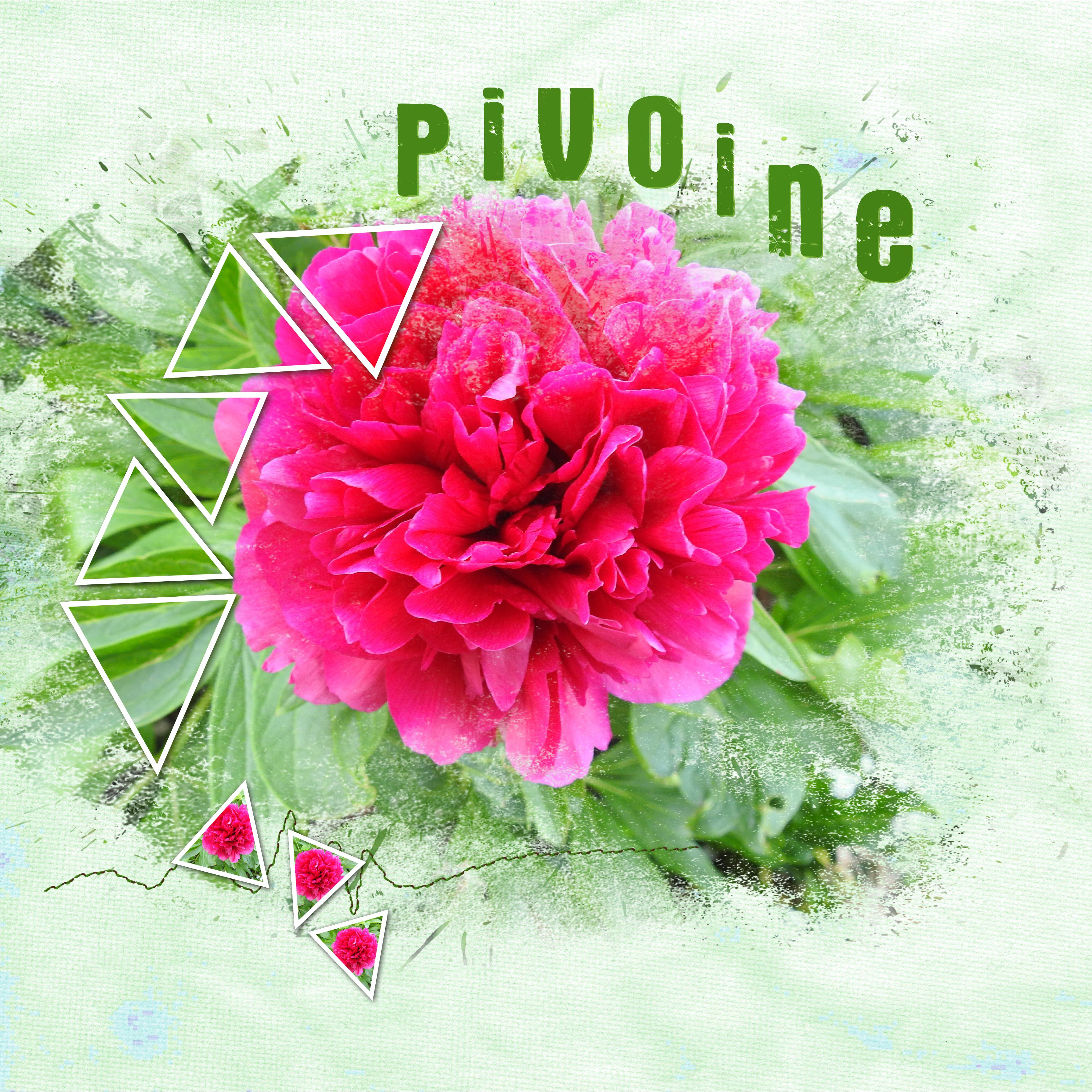J-c115 - PIVOINE.jpg