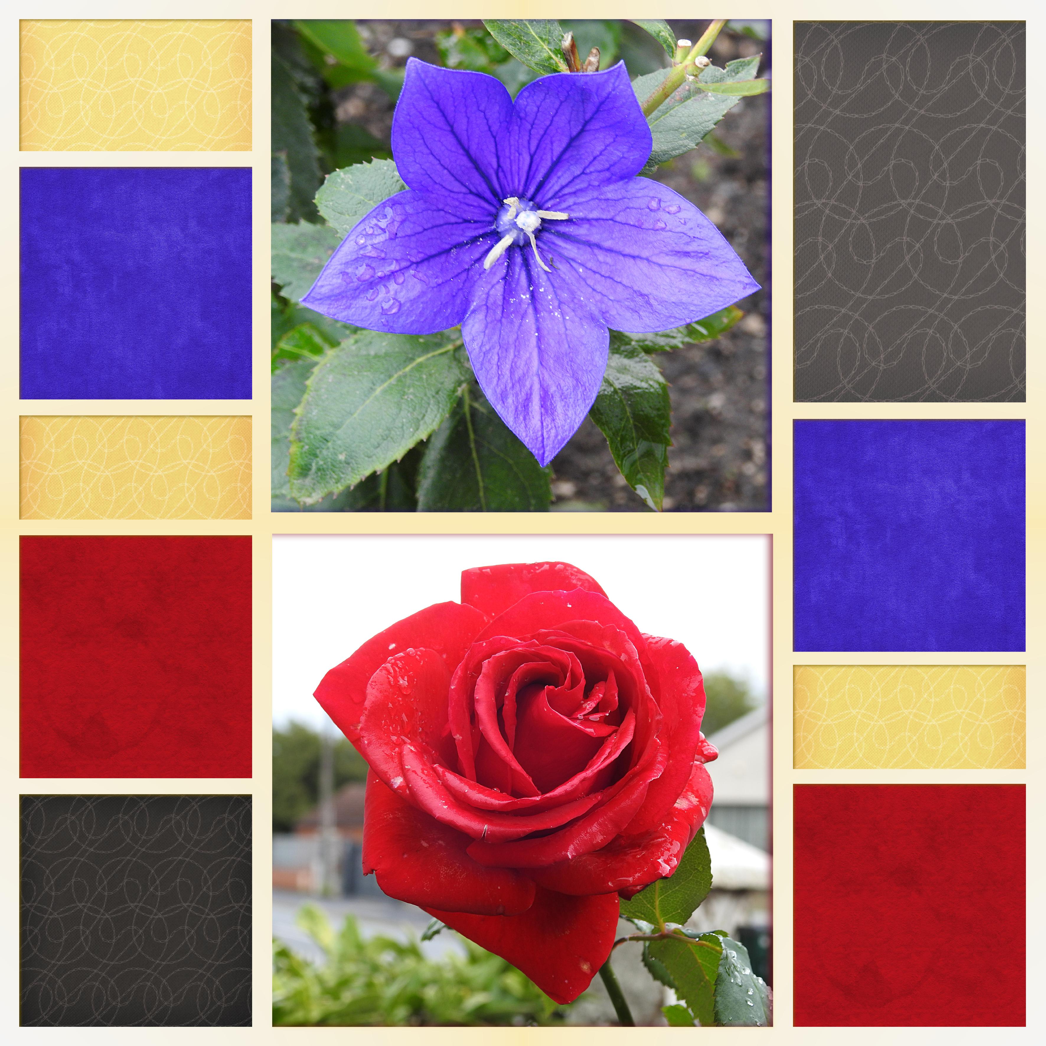 J-c13 - BEAUTES FLORALES.jpg