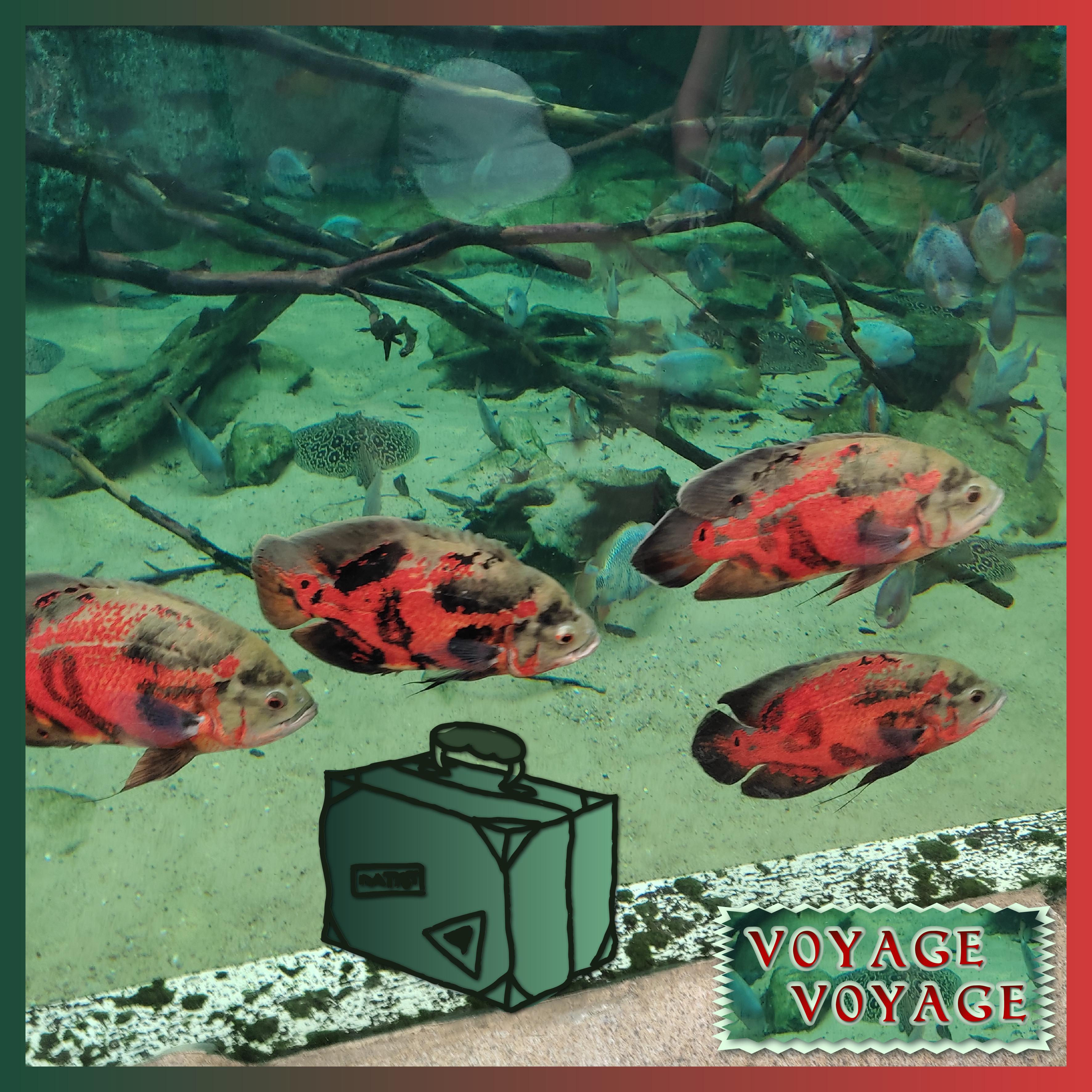 J-c132 - VOYAGE VOYAGE.jpg