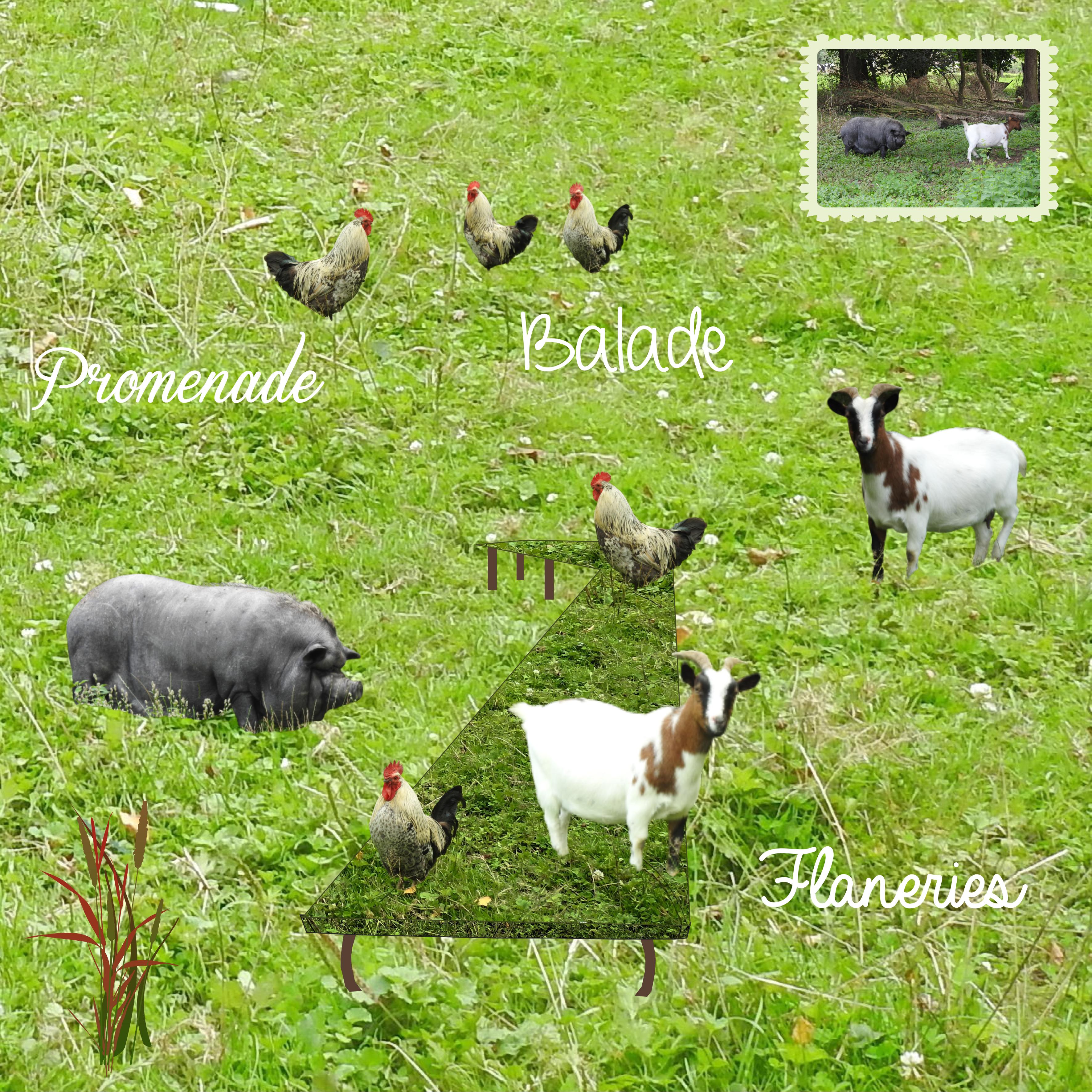 J-c142 - FLANERIES .jpg