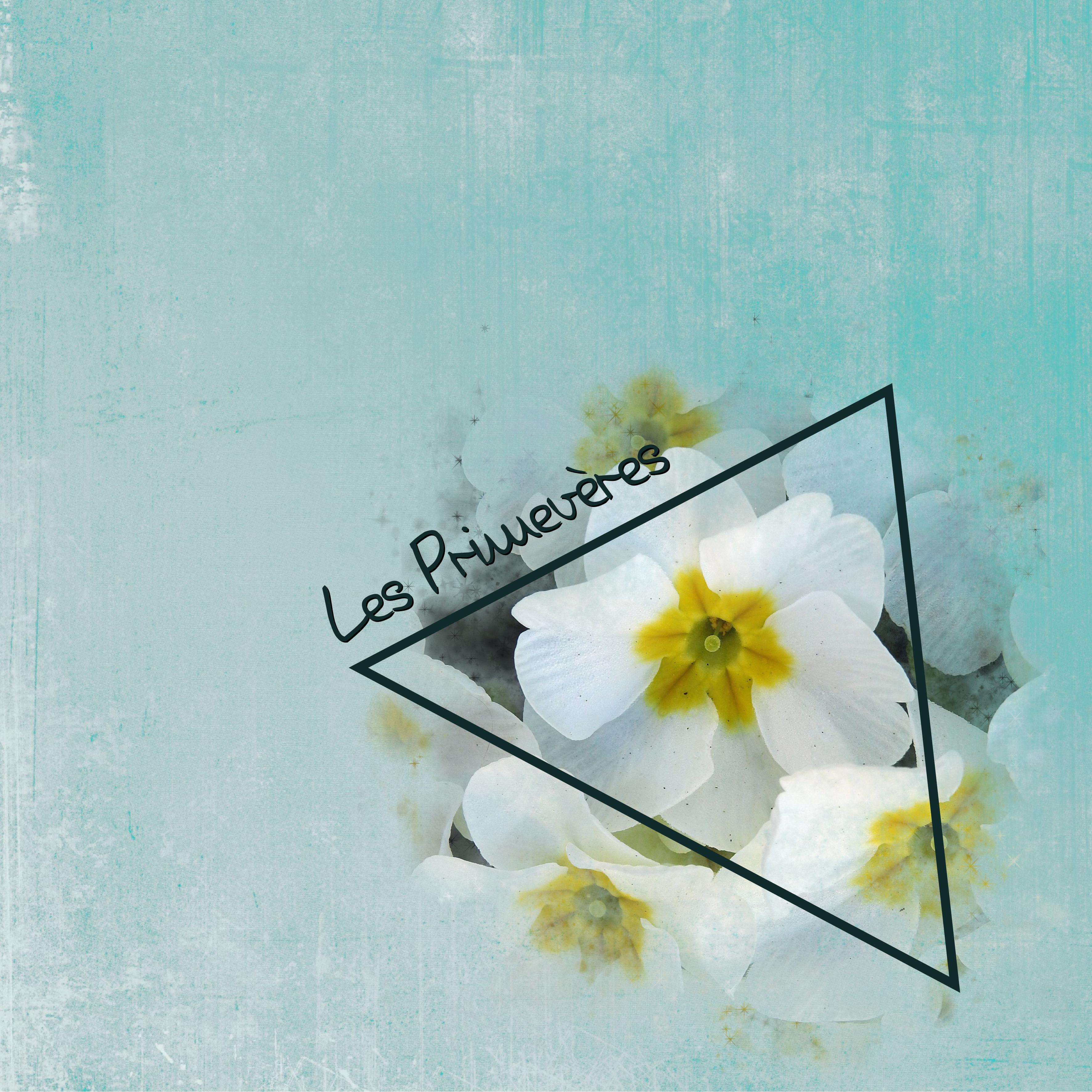 J-c192 - LES PRIMEVERES.jpg