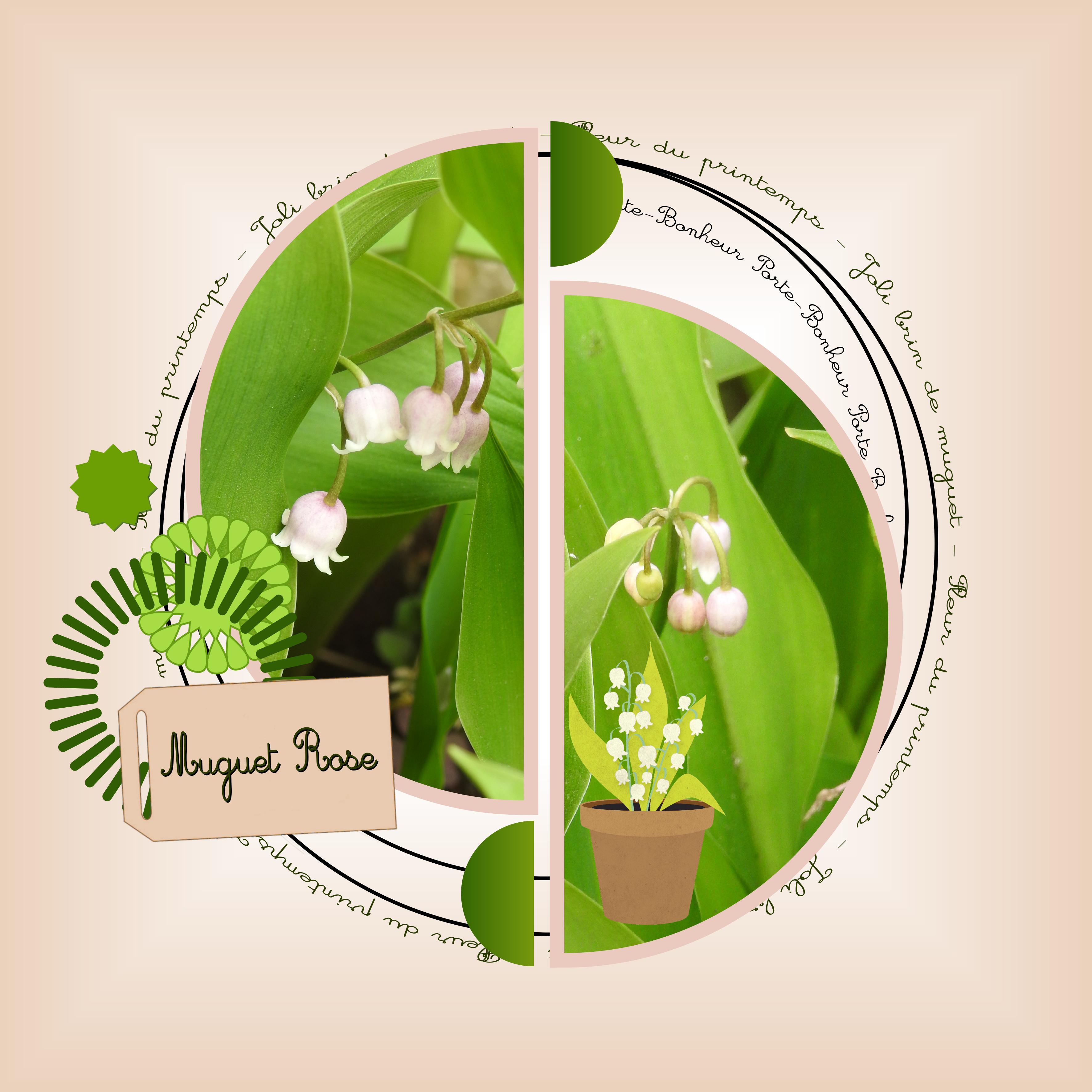 J-c199 - MUGUET ROSE.jpg