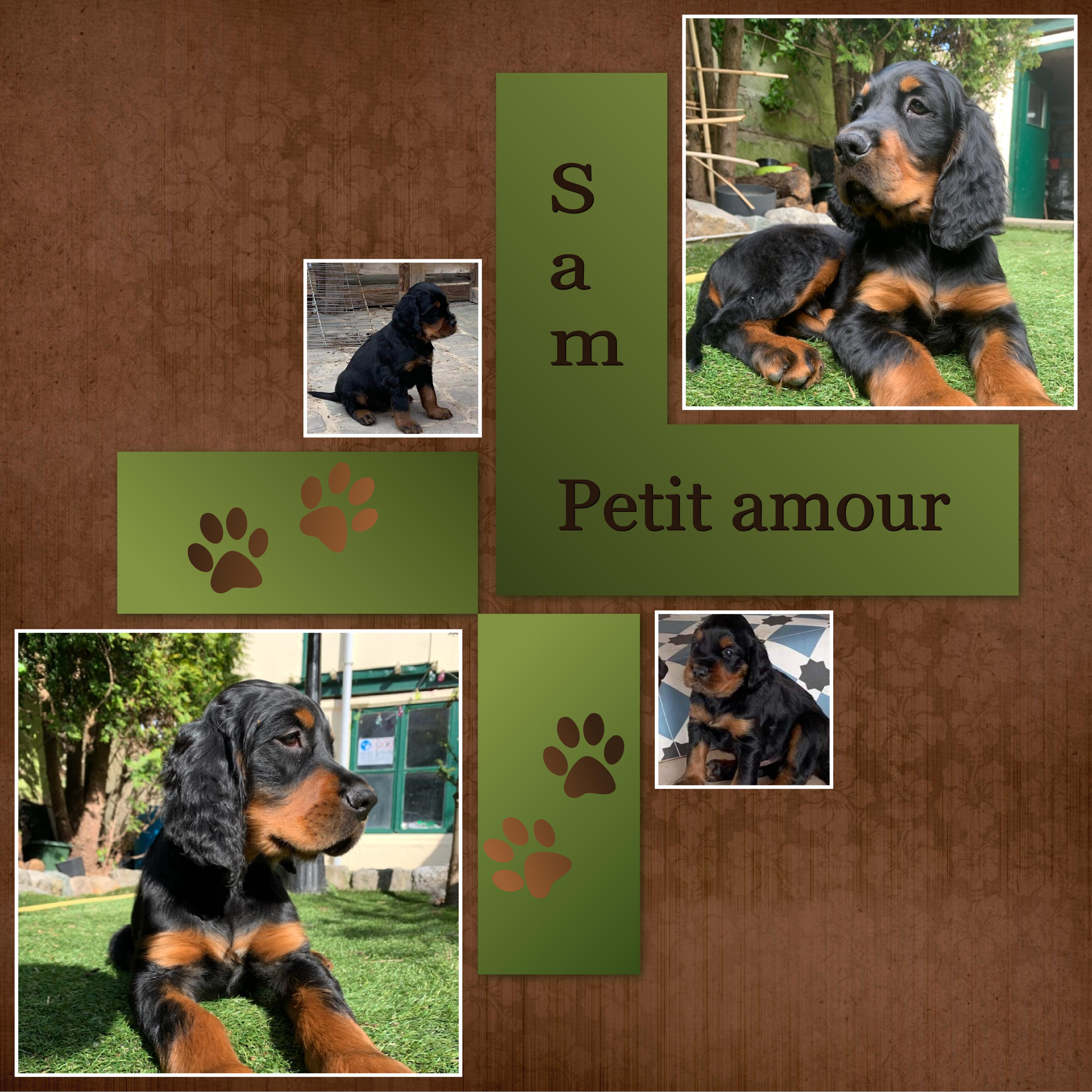 J-c21-SAM PETIT AMOUR.jpg