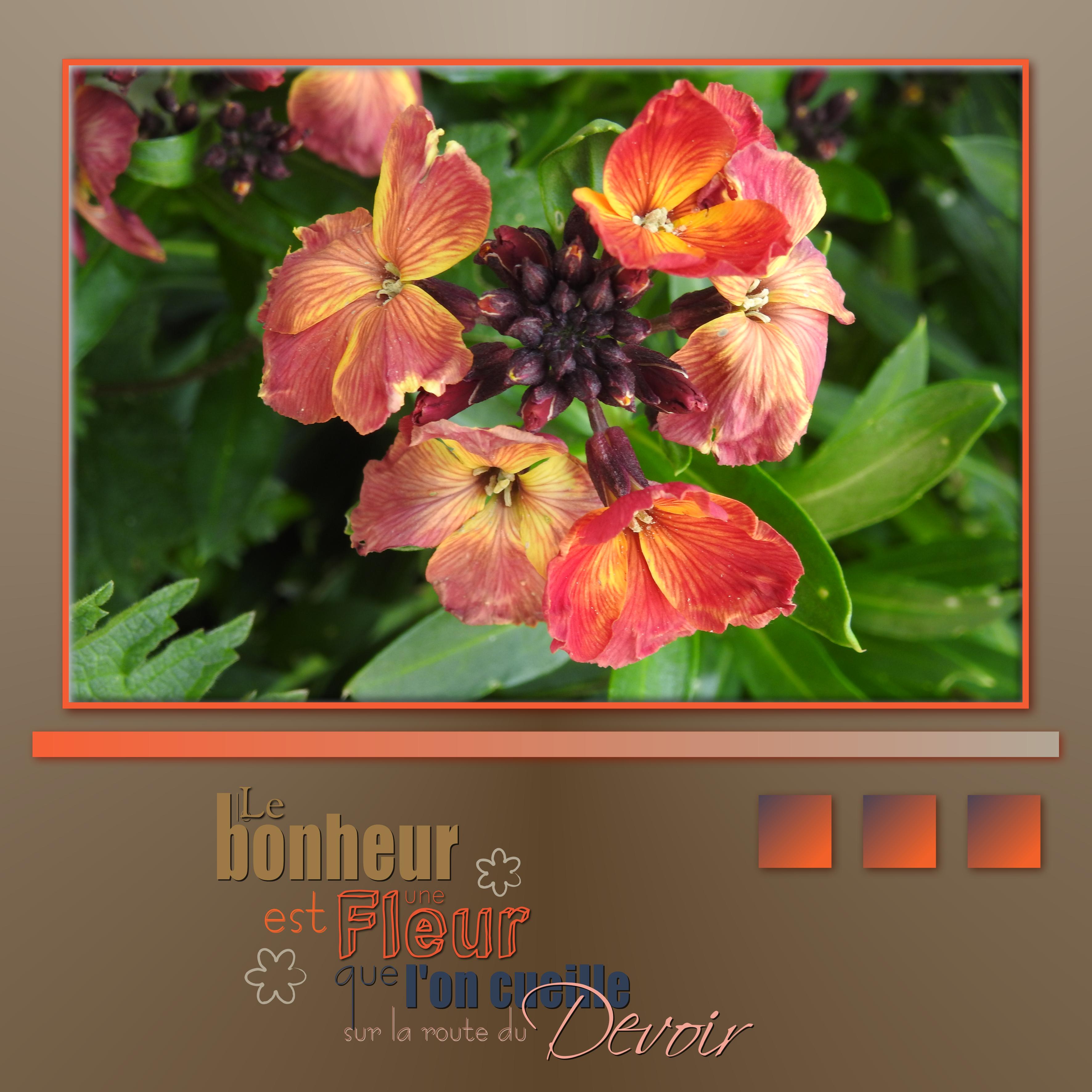 J-c26 - LE BONHEUR EST UNE FLEUR ...