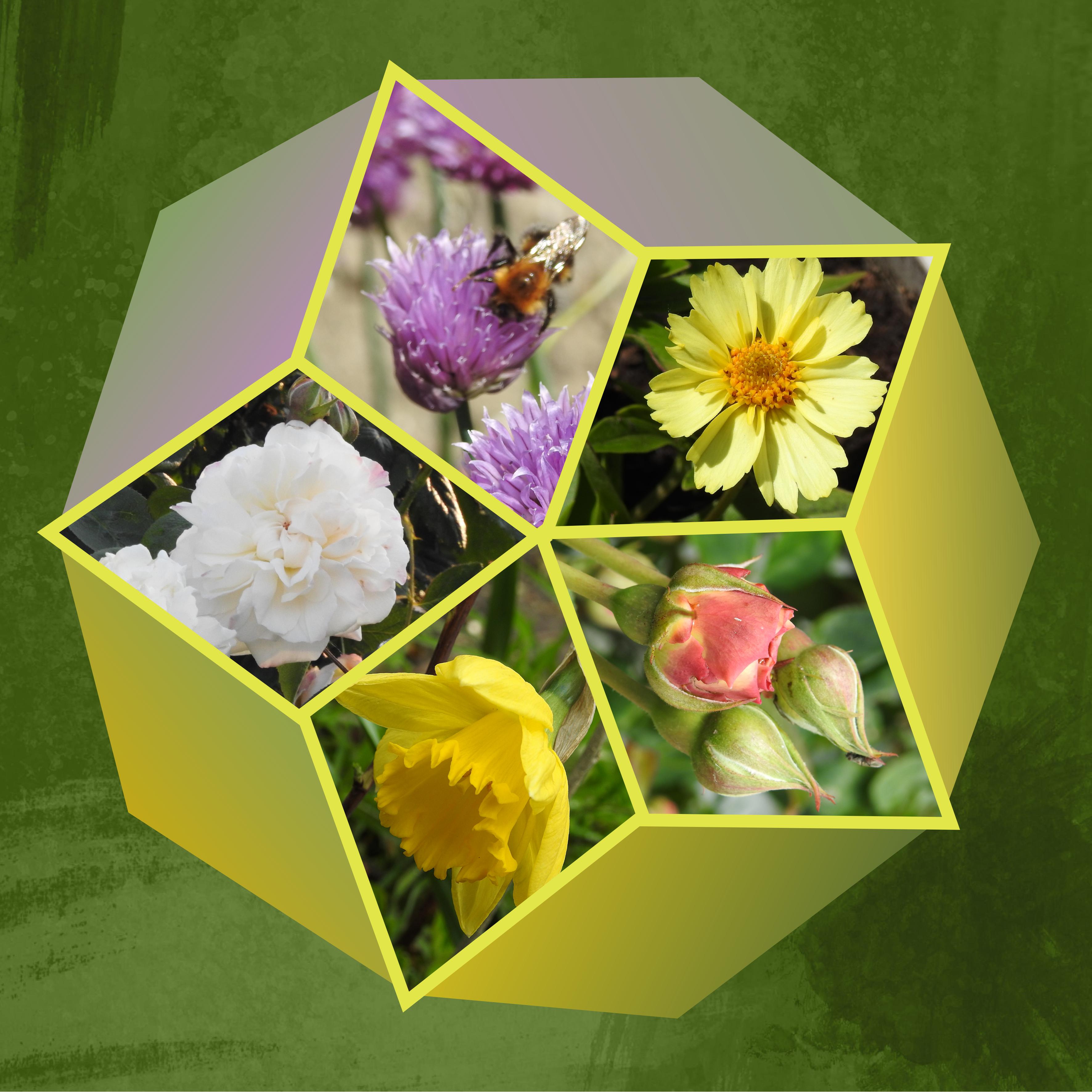 J-c32 - FLEURS DU JARDIN.jpg