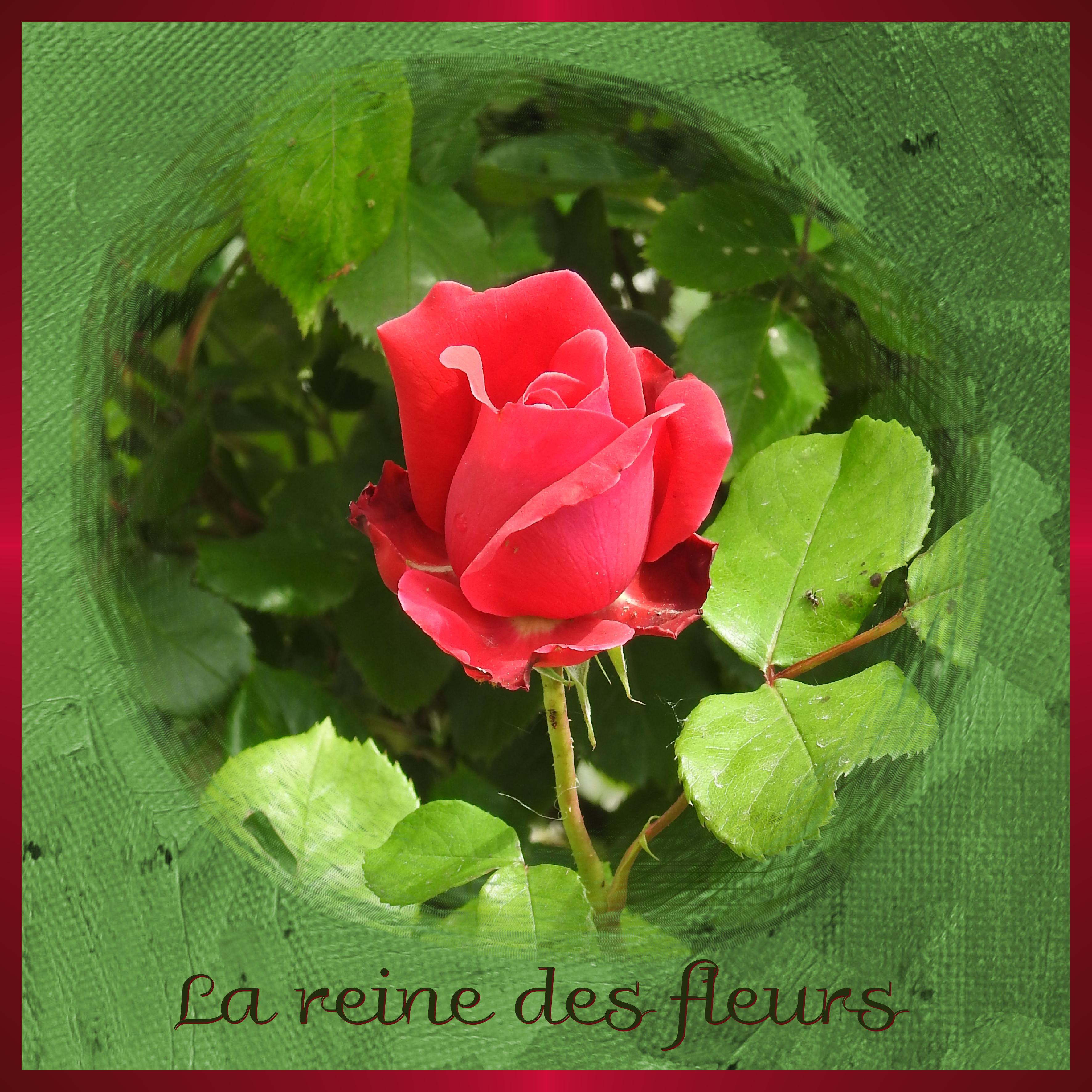 J-c35- REINE DES FLEURS.jpg