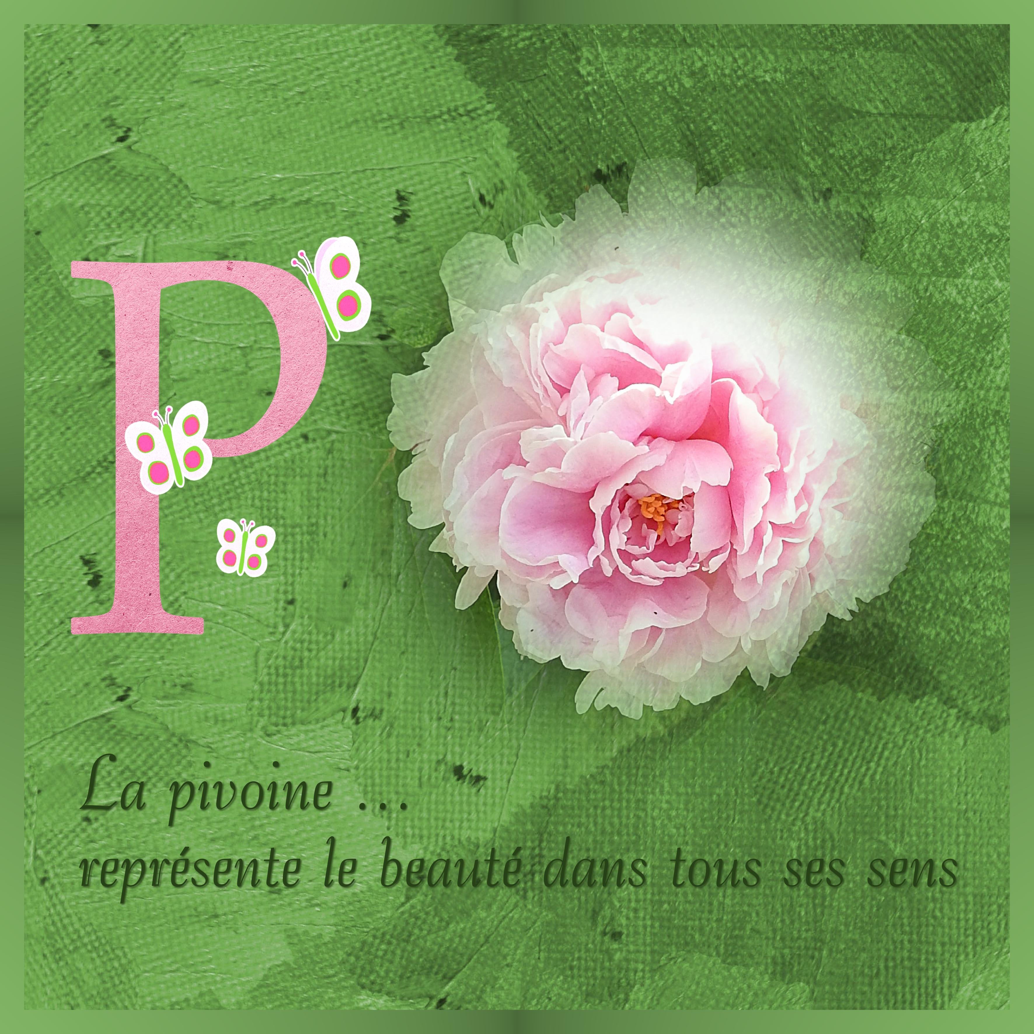 J-c37 - PIVOINE.jpg
