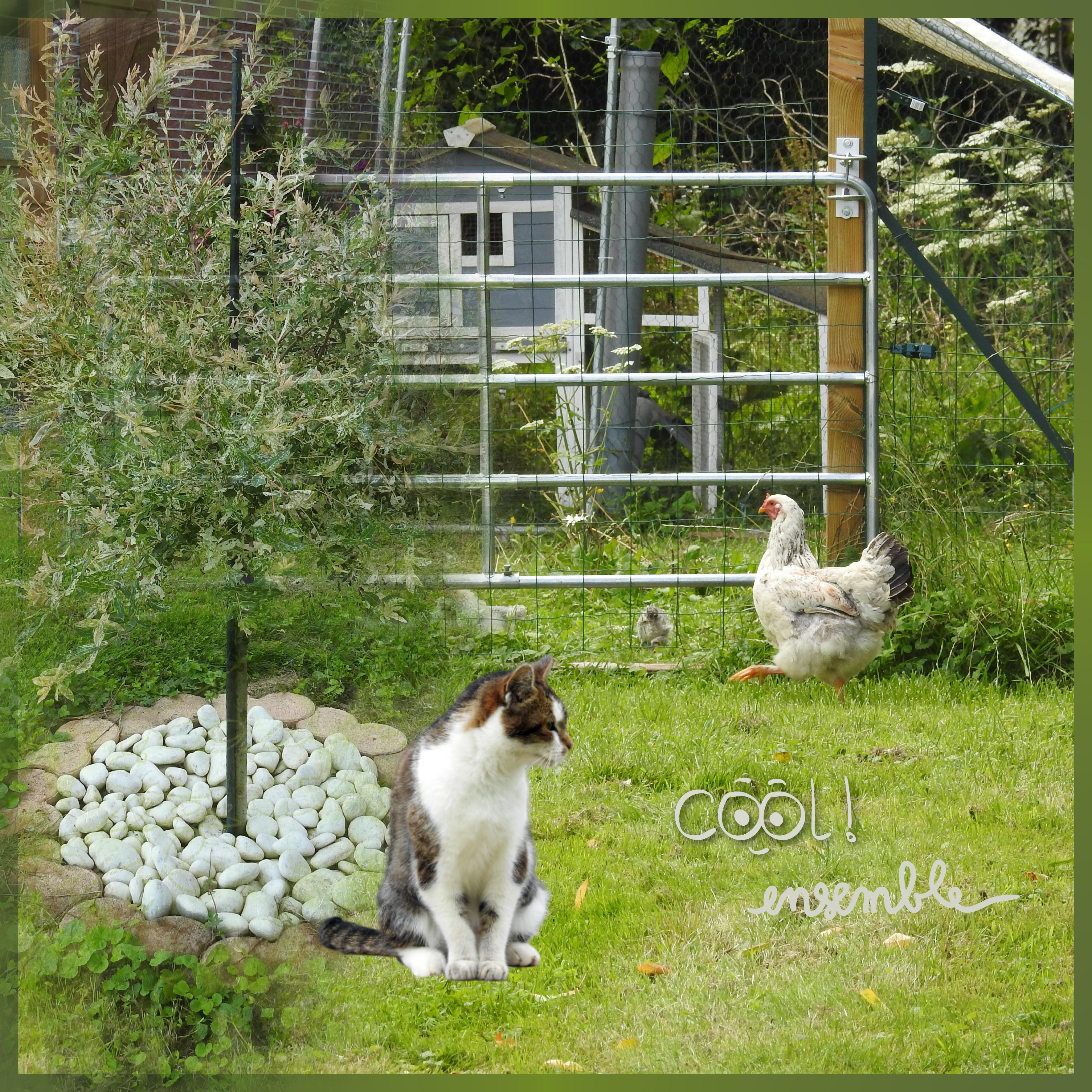 J-c43 - COOL ENSEMBLE.jpg