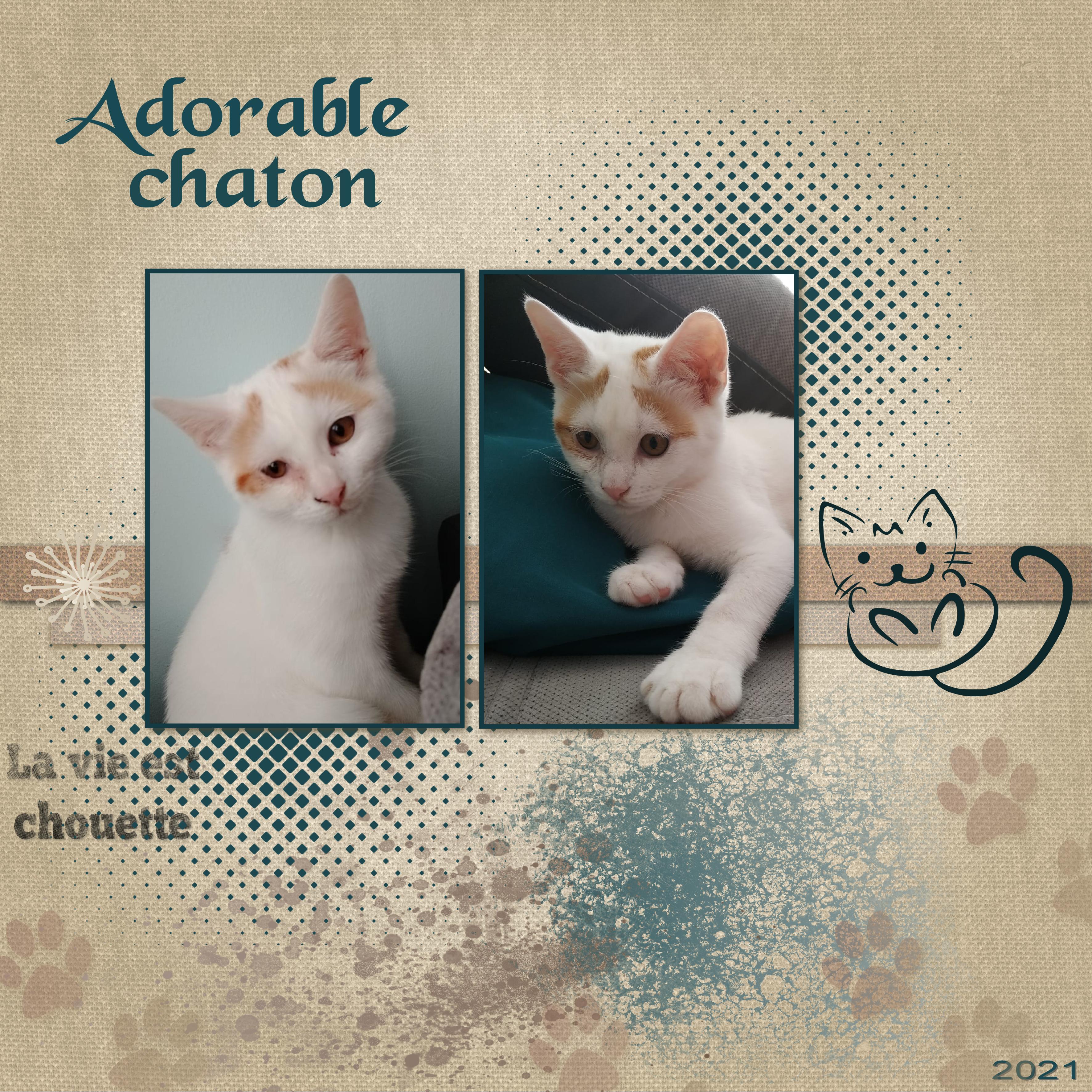 J-c44 - ADORABLE CHATON.jpg
