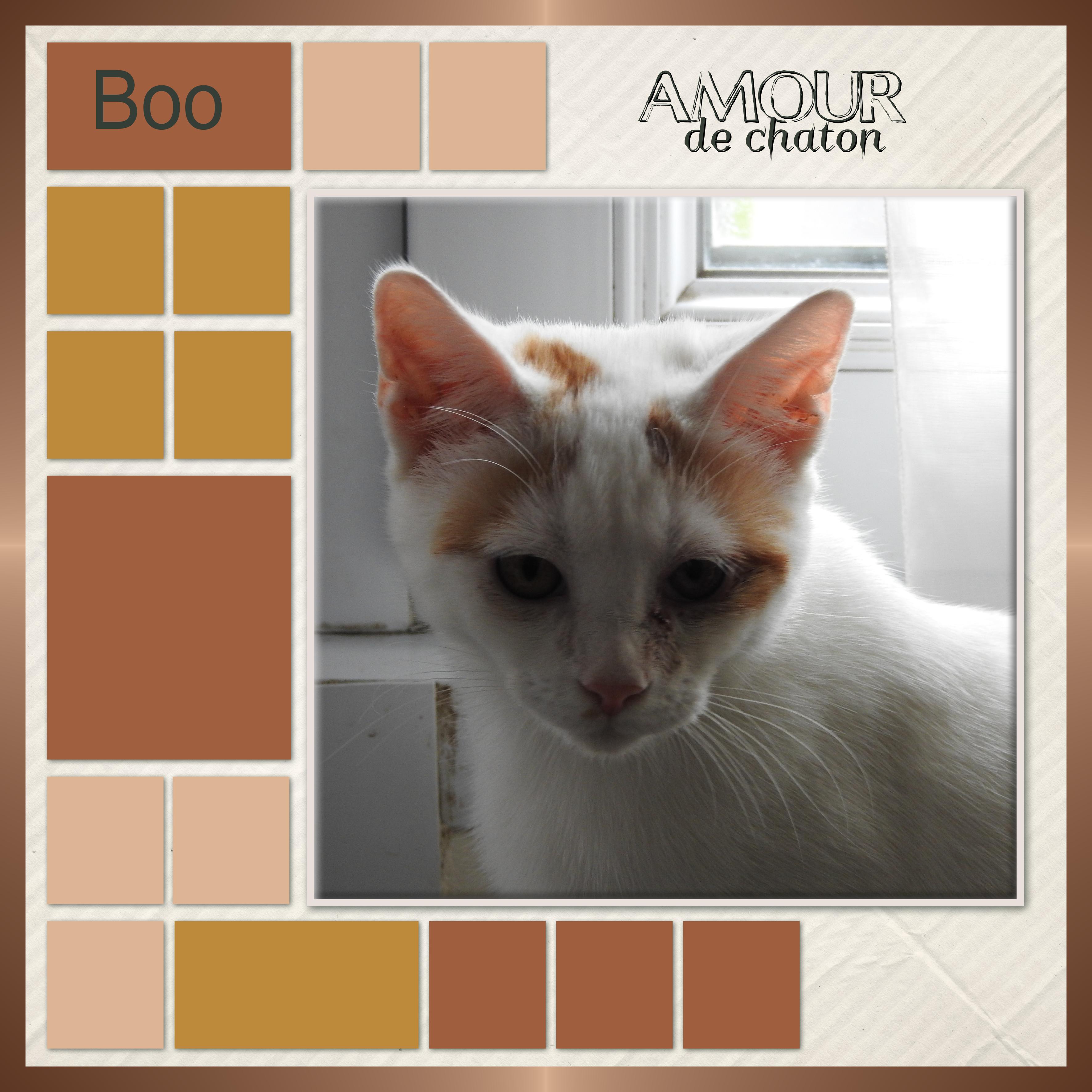 J-c45- BOO  AMOUR DE CHATON.jpg