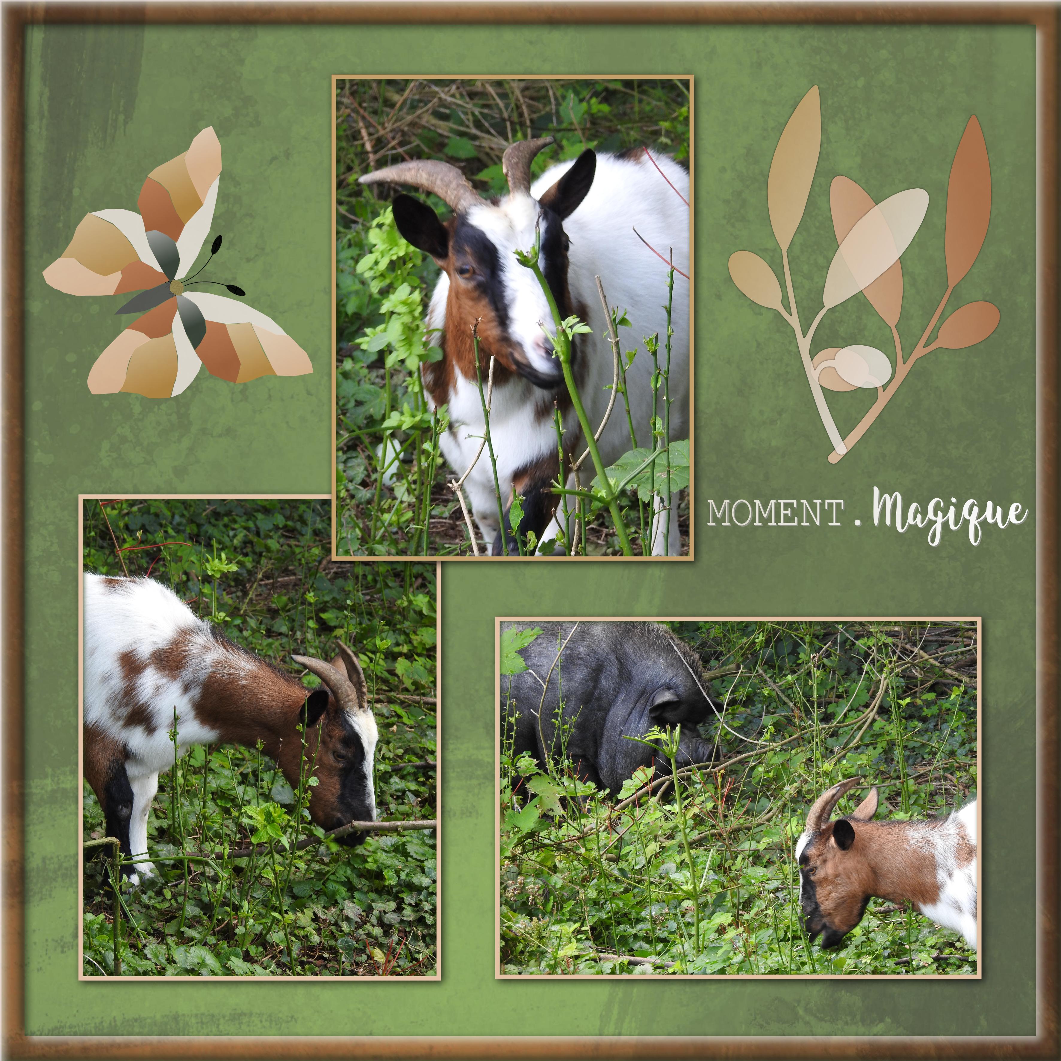 J-c47 - MOMENT MAGIQUE.jpg