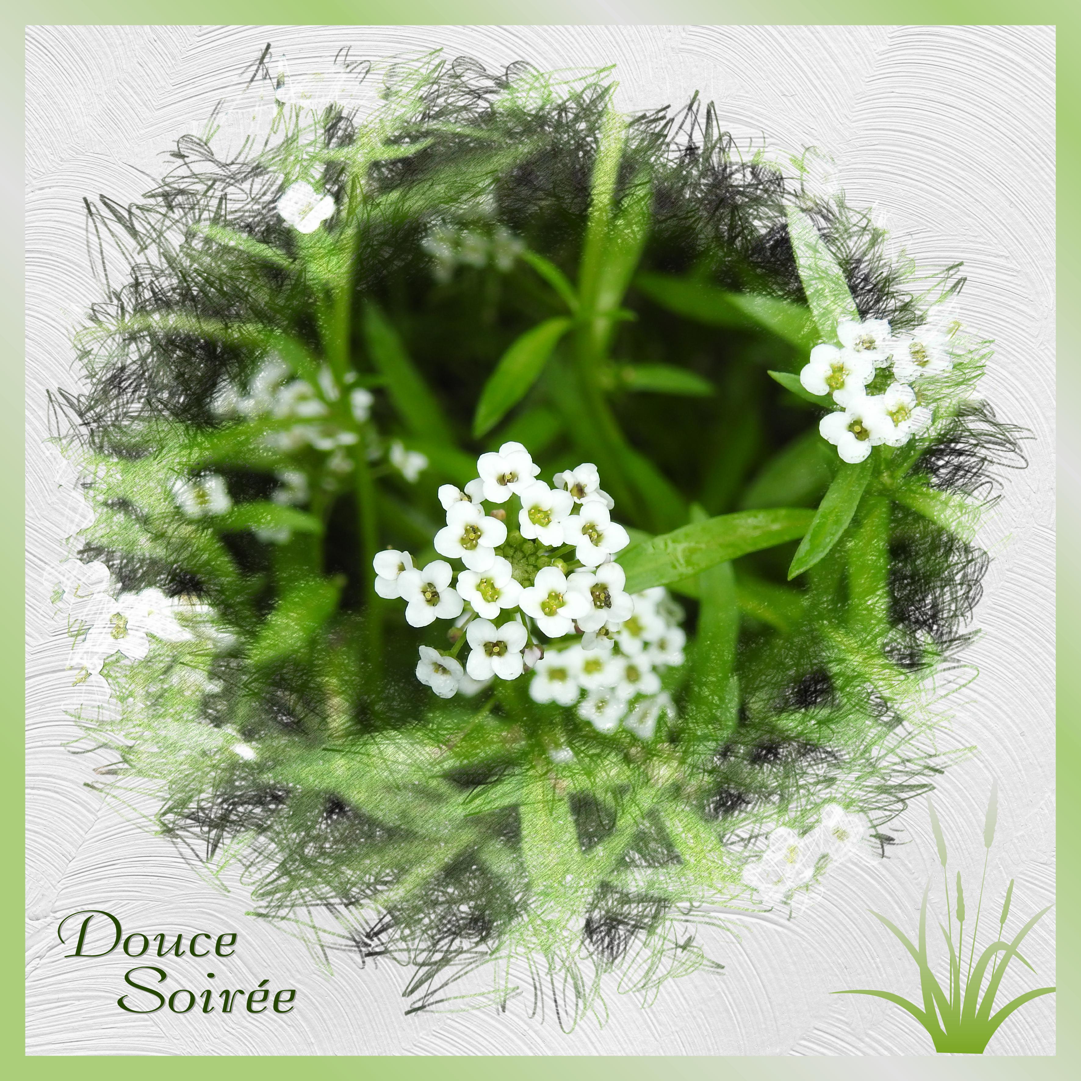 J-c51 - DOUCE SOIREE.jpg