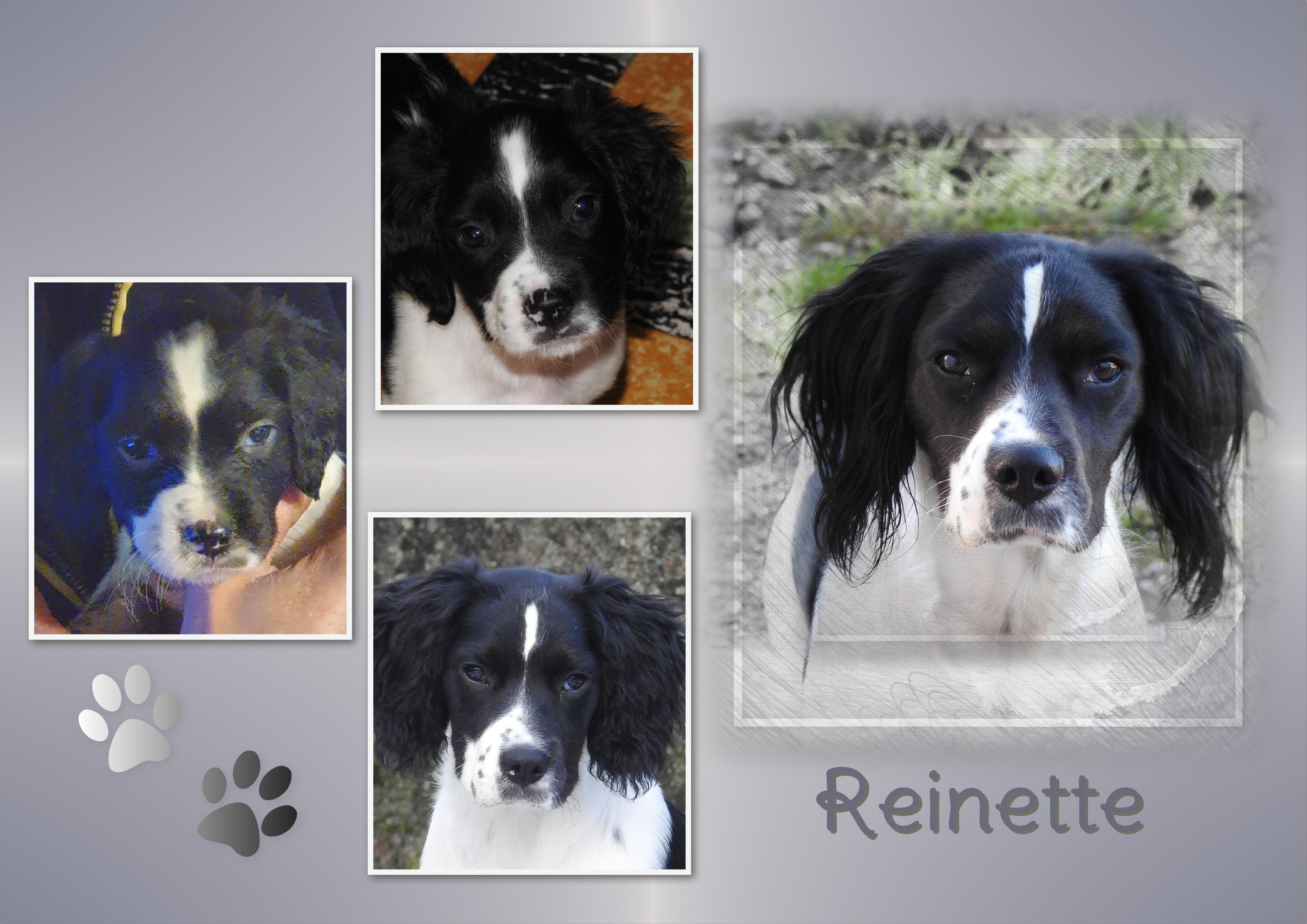 J-c54 - REINETTE.jpg