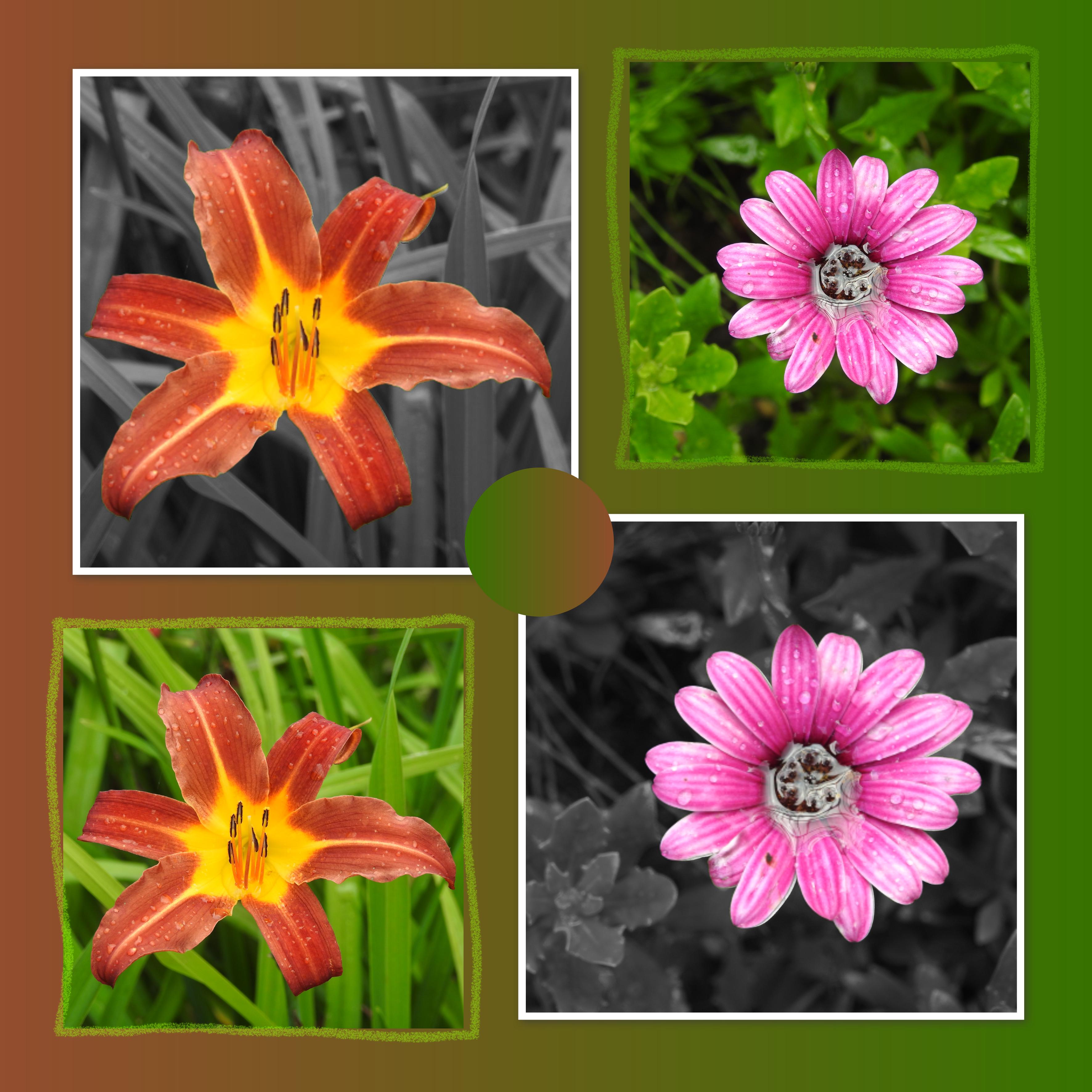 J-c55 - BEAUTES FLORALES.jpg